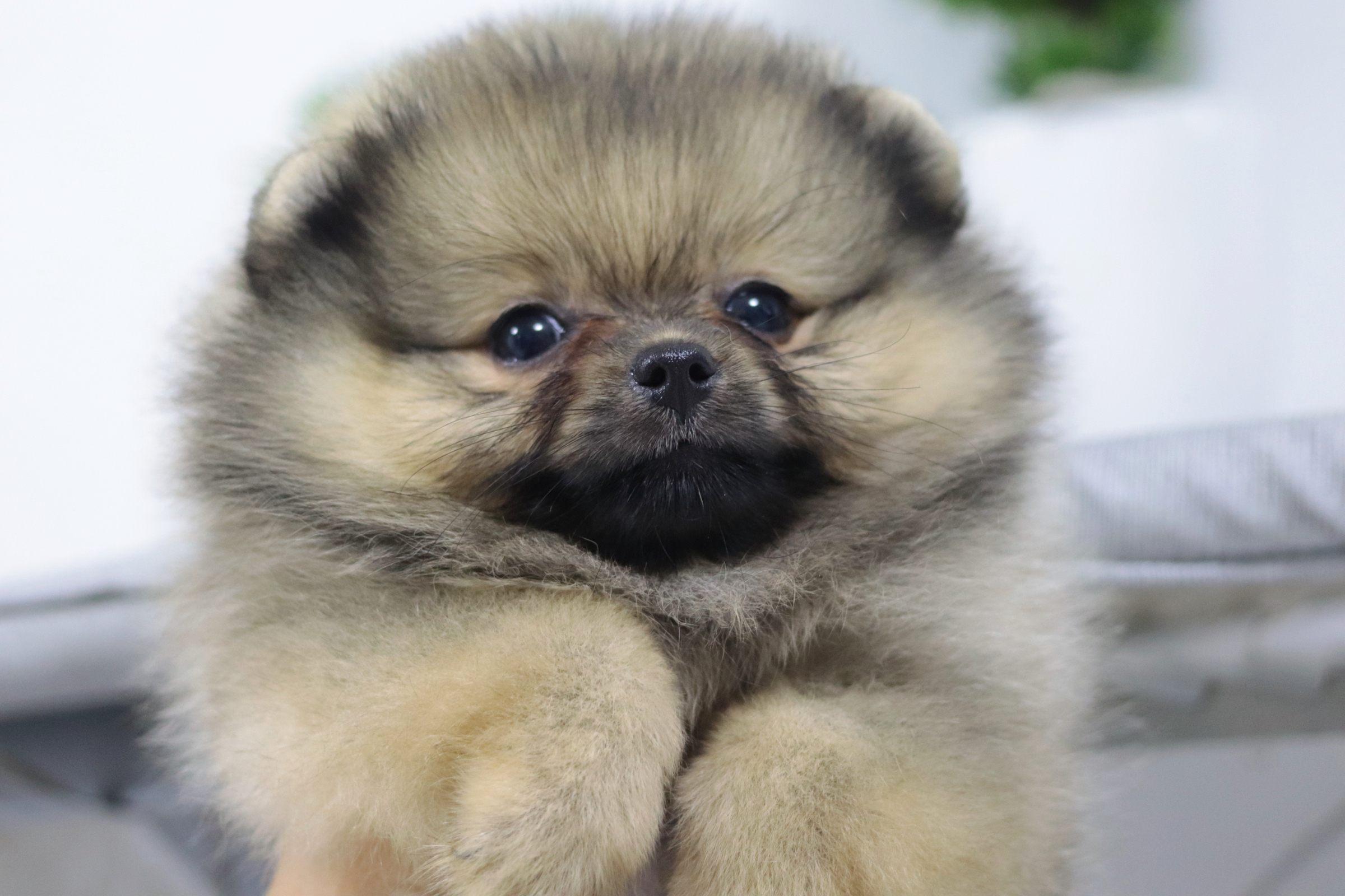 ปอมเมอเรเนียน เพศเมียส้ม