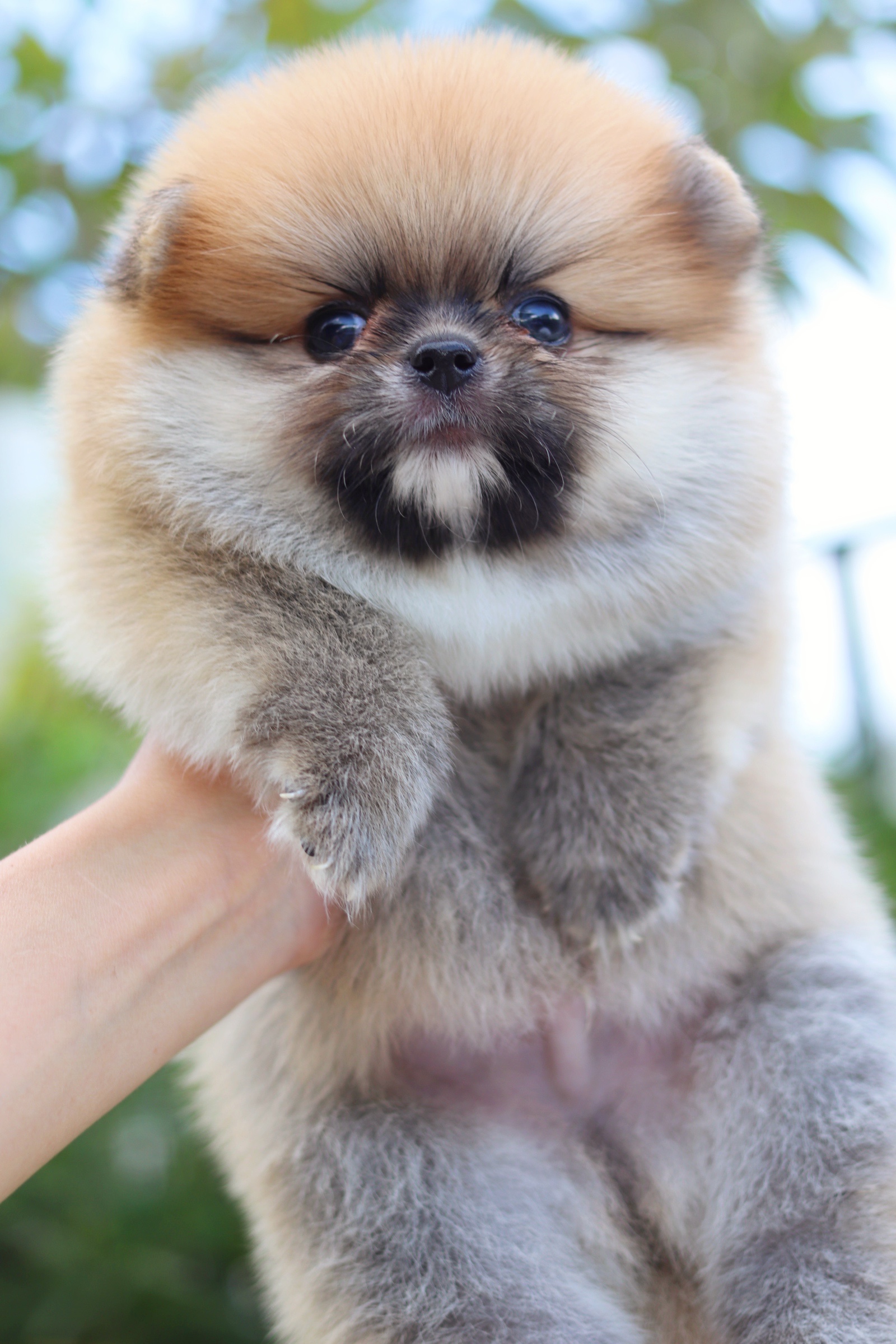 ปอมเมอเรเนียน เพศผู้ สีส้ม