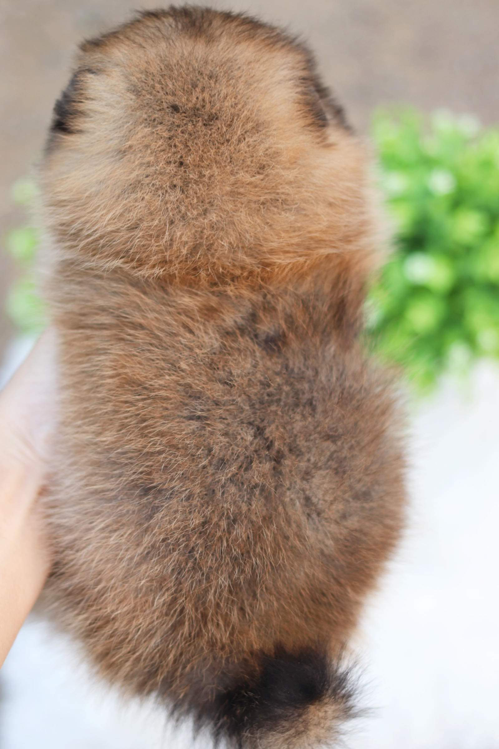 ปอมเมอเรเนียน เพศเมีย