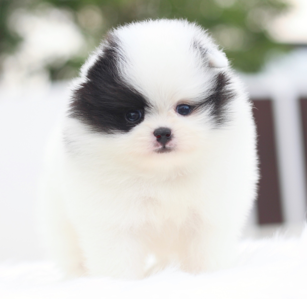 ปอมเมอเรเนียน เพศเมียสีแฟนซี