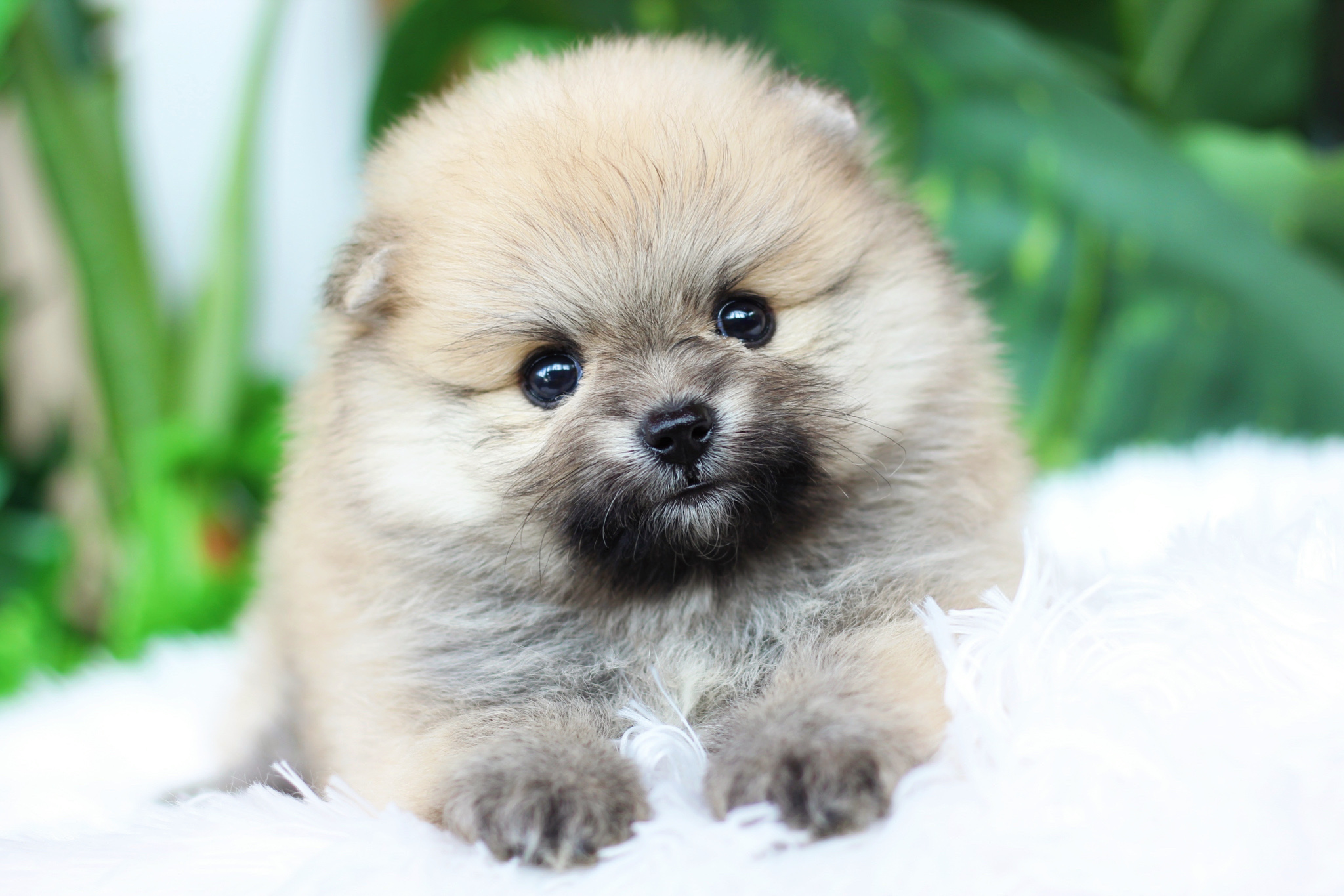 ปอมเมอเรเนียน เพศผู้ สีส้ม