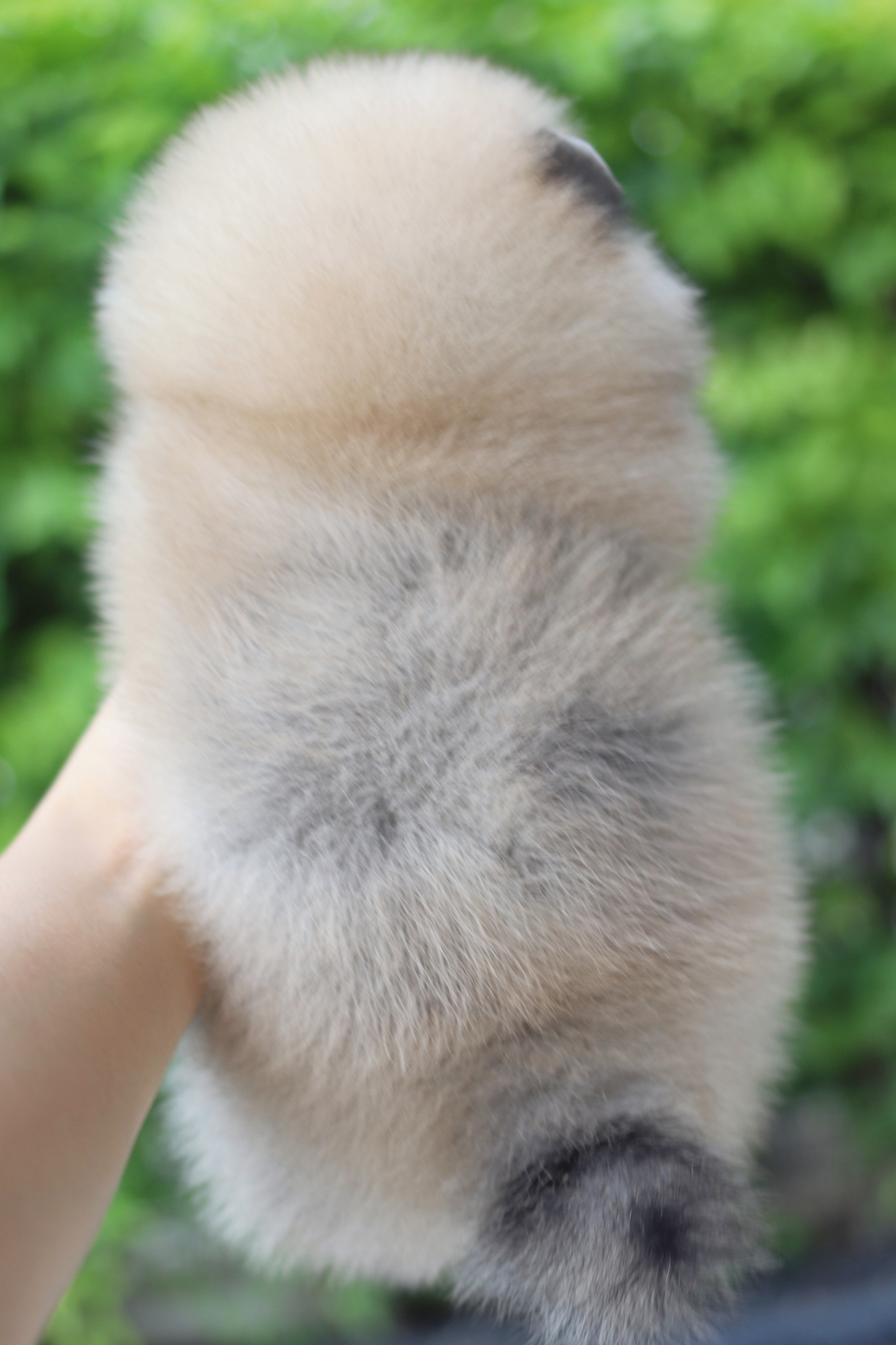 ปอมเมอเรเนียน เพศเมียสีส้ม