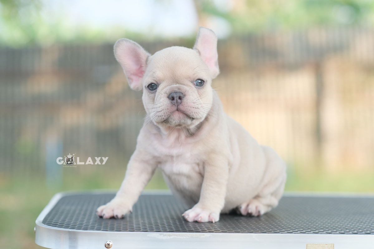 น้องน้อยจ้ำม่ำเพศเมีย สีบลูฟร้อนต์ สีโทนออกเผือก มีตาสีฟ้าเป็นเอกลักษณ์พิเศษ หัวโต หน้าใหญ่ กระดูกดี สวยๆแบบนี้พลาดไม่ได้ค่า, ได้รับการฉีดวัคซีนรวมป้องกัน5โรค ,สุนัขร่างกายสมบูรณ์แข็งแรง สุขภาพจิตดีทุกตัว 092-9918888