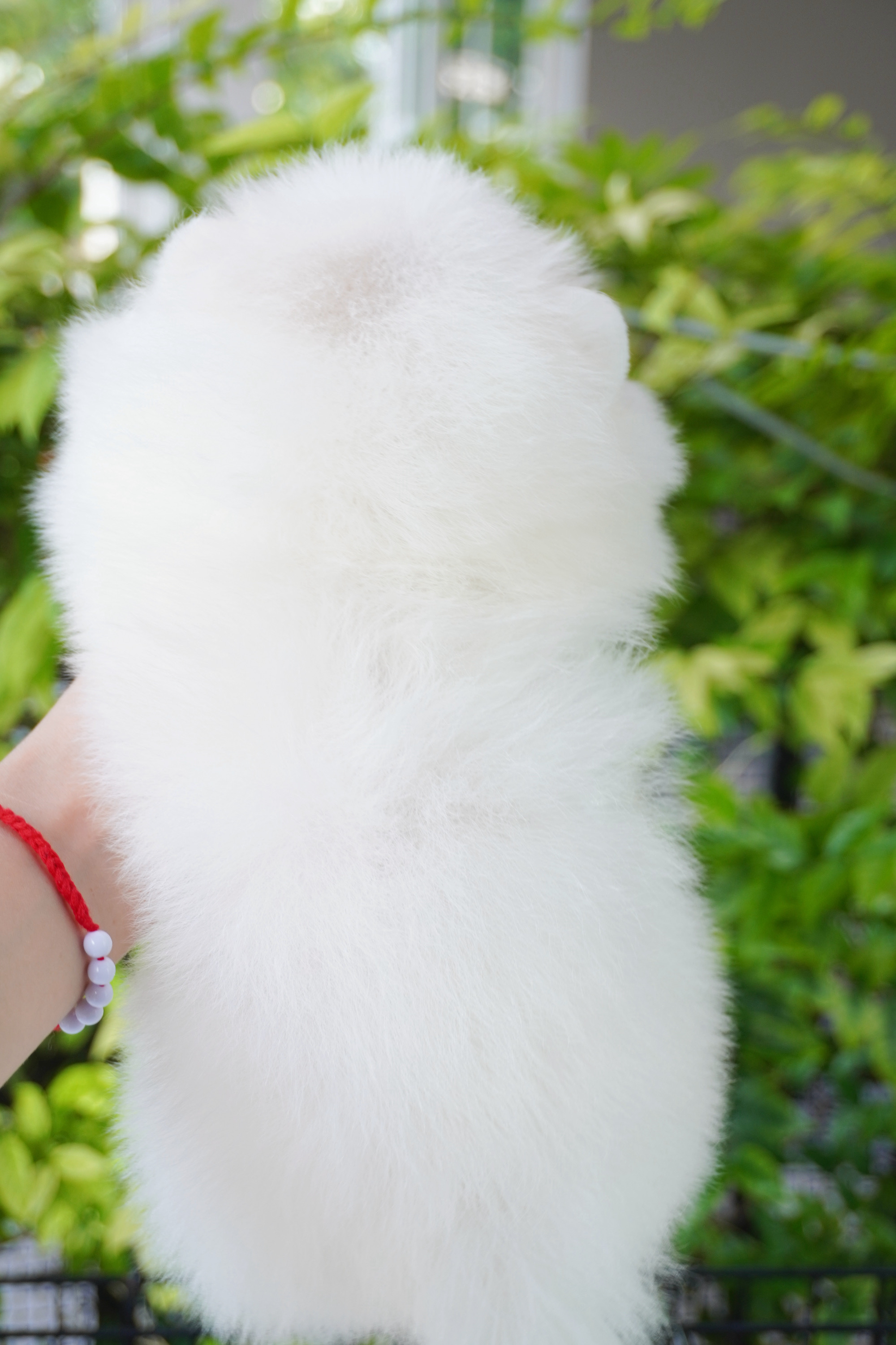 ปอมเมอเรเนียน เพศผู้ สีขาวครีม เกรดโชว์