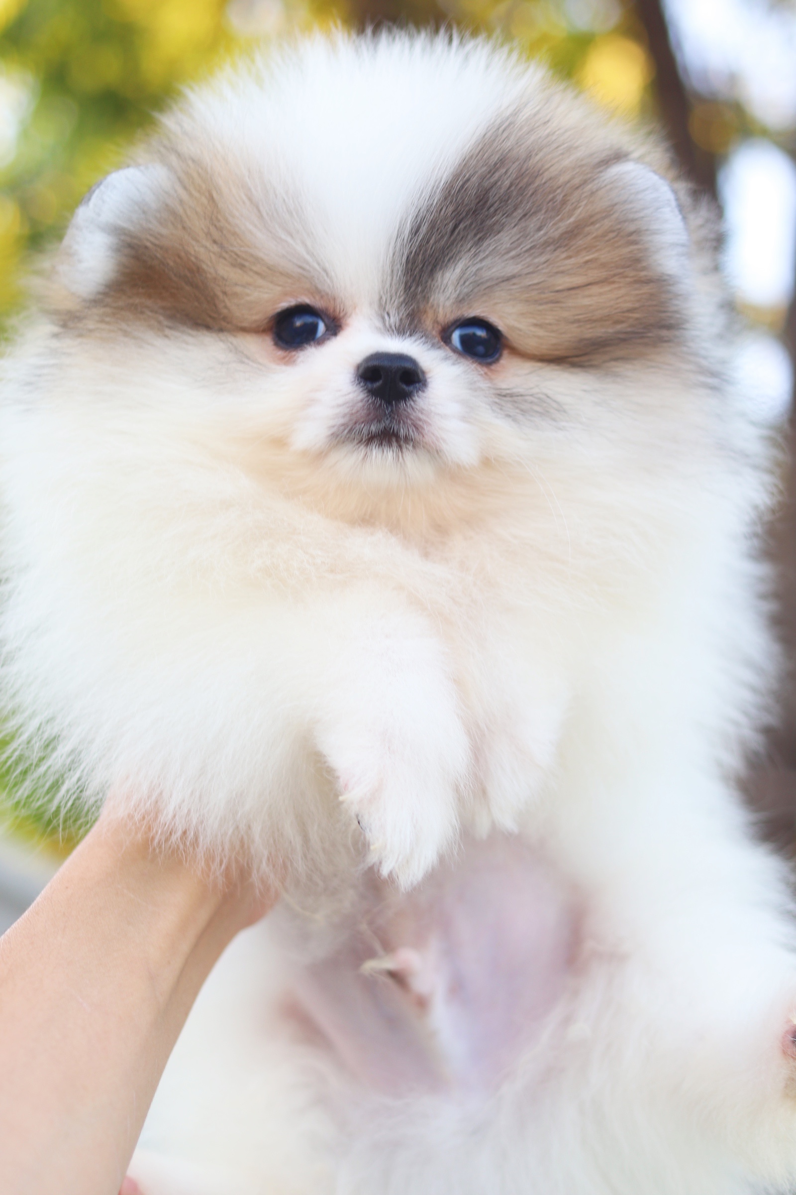 ปอมเมอเรเนียน เพศผู้ สีแฟนซี