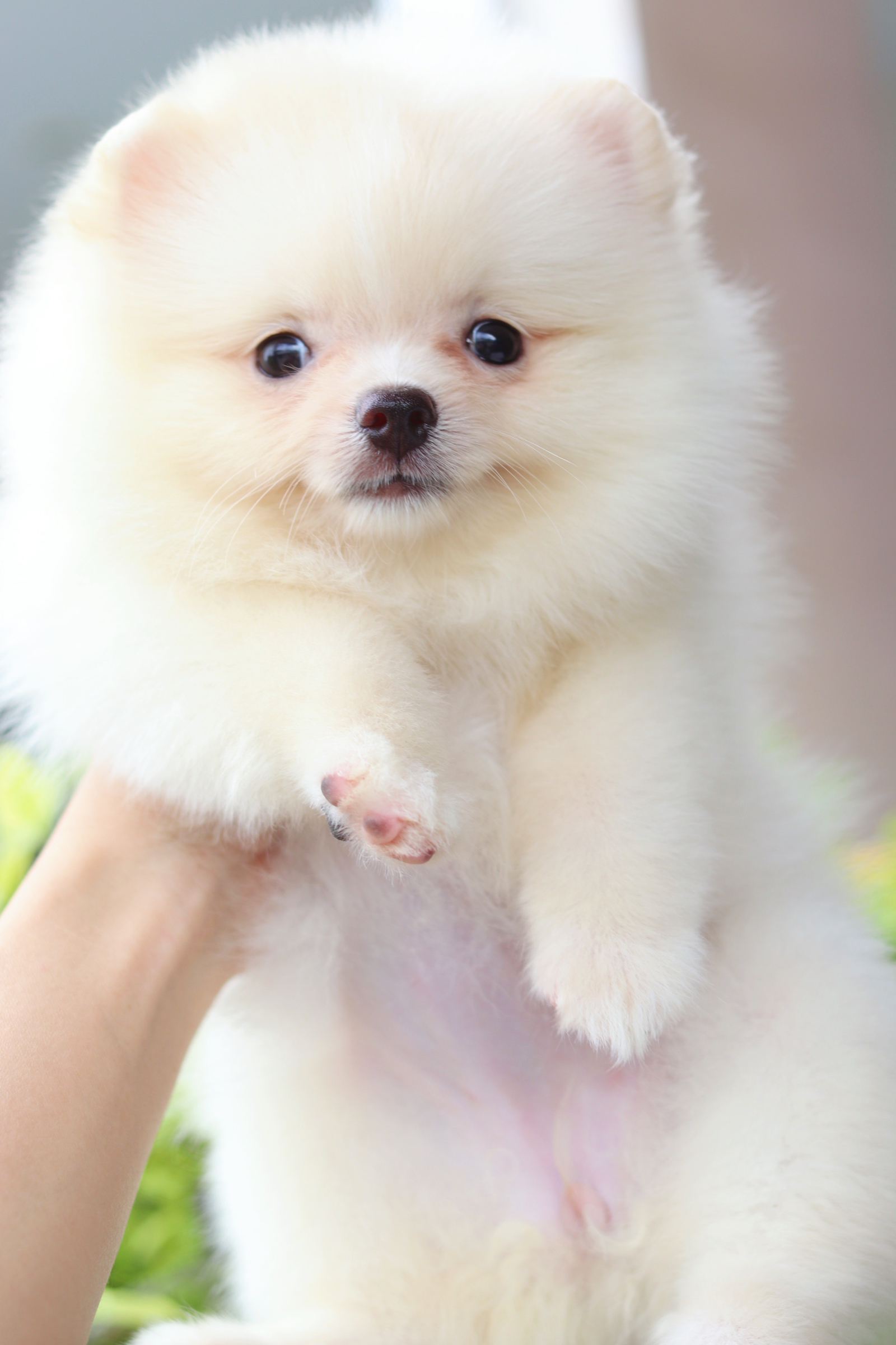 ปอมเมอเรเนียน เพศเมียสีขาวครีม