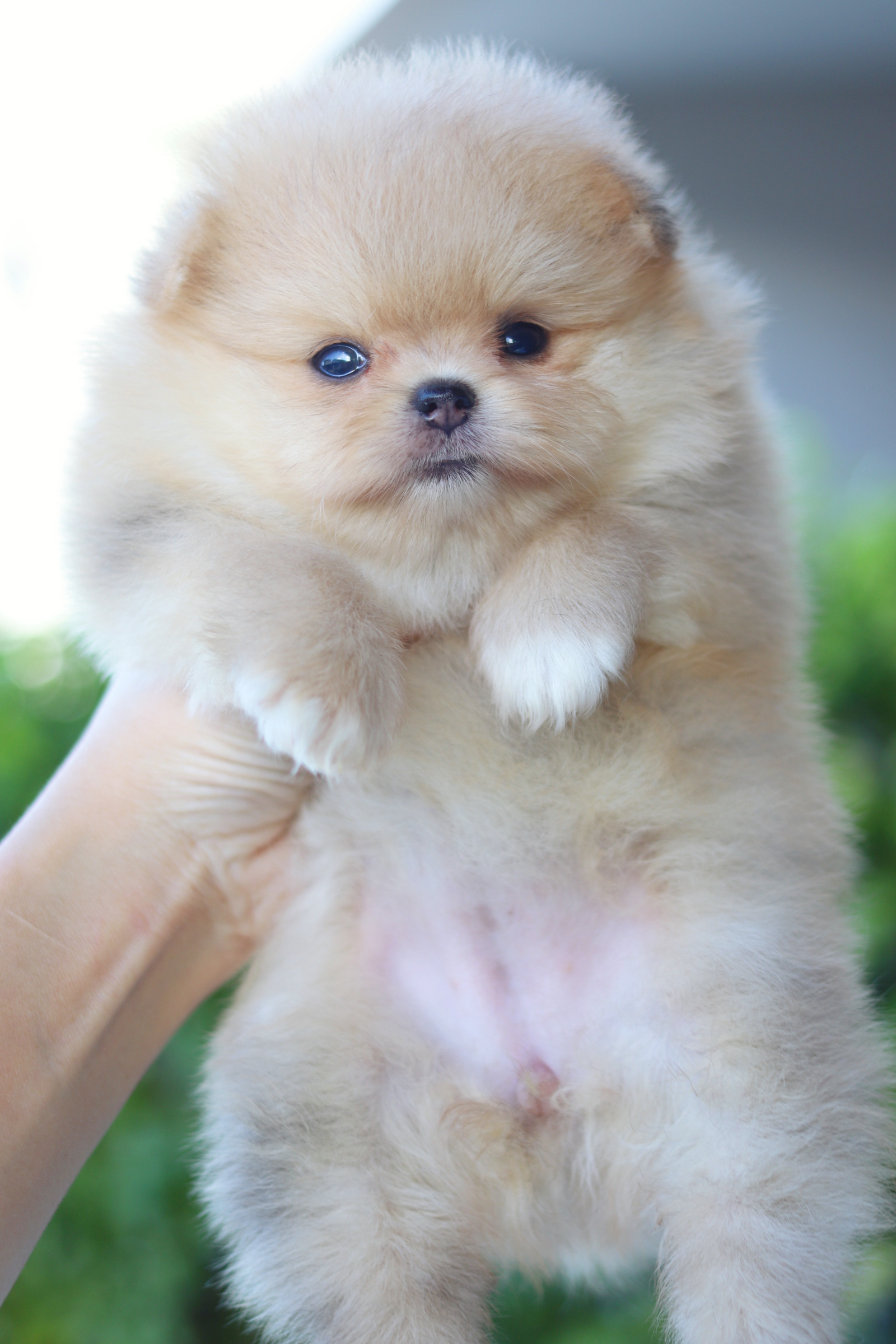 ปอมเมอเรเนียน เพศเมียสีส้ม