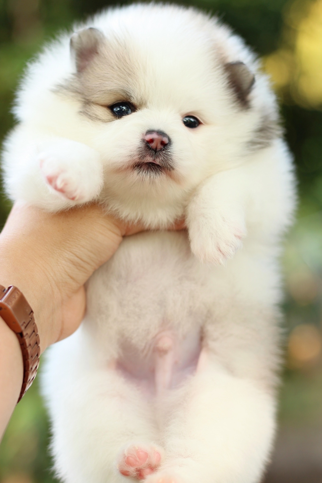 ปอมเมอเรเนียน เพศผู้ แฟนซี หน้าตุ๊กตา