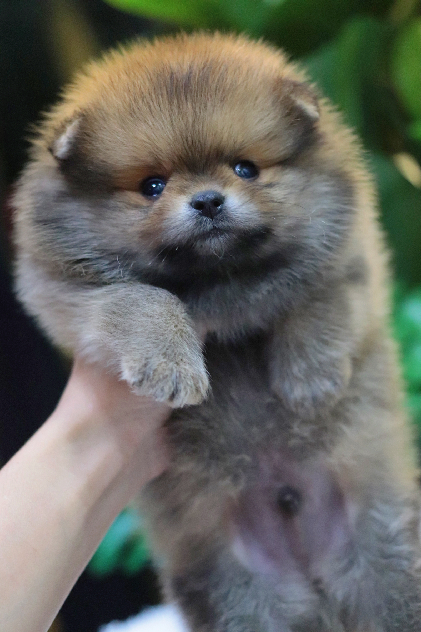 ปอมเมอเรเนียน เพศผู้สีส้ม ขนแน่น