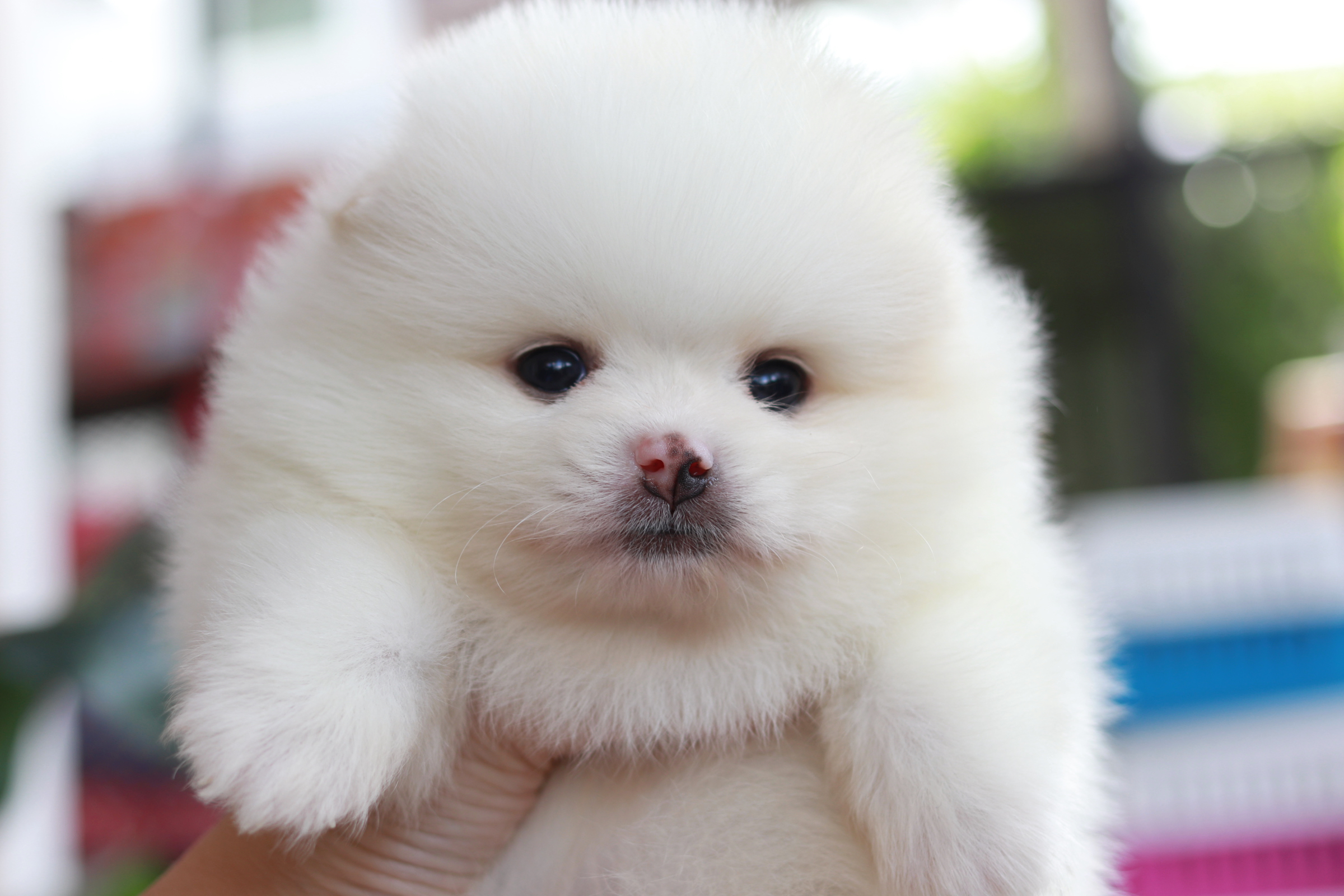 ปอมเมอเรเนียน เพศผู้ สีขาว