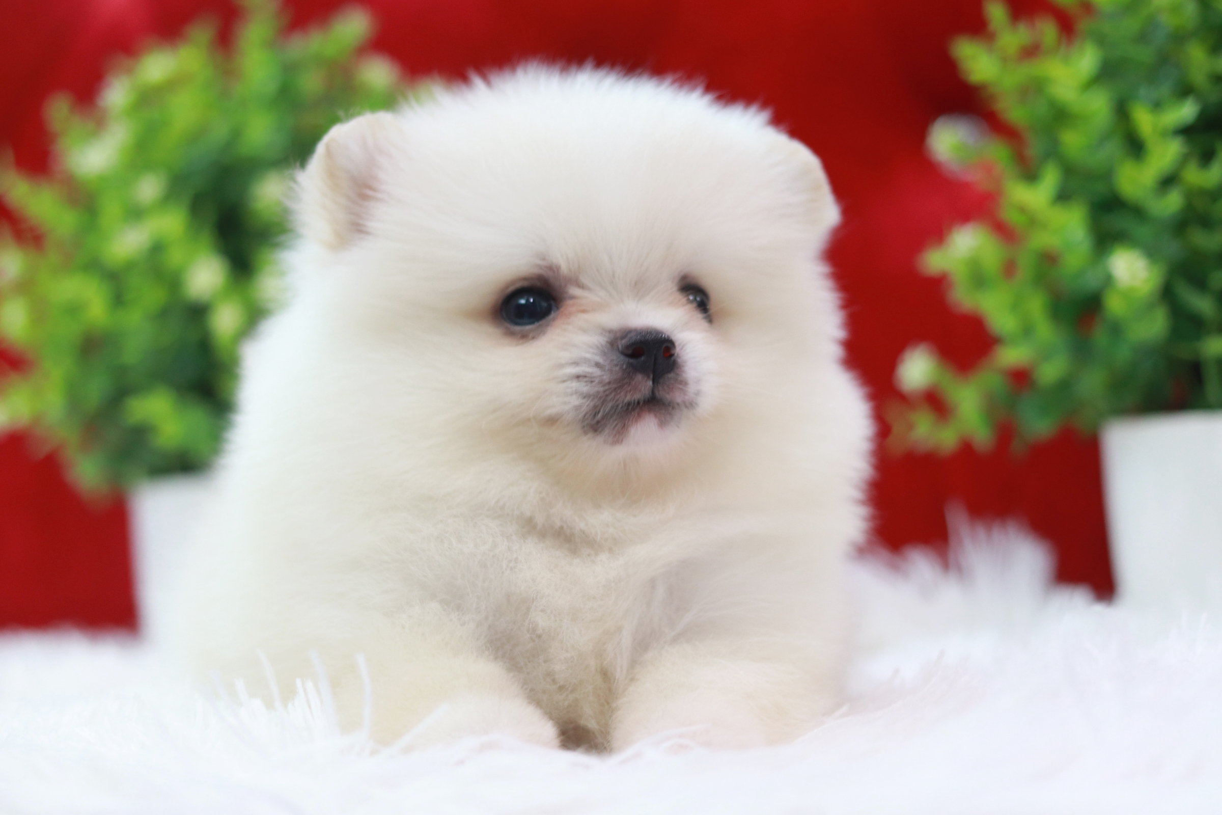 ปอมเมอเรเนียน เพศผู้ ขาวครีม หน้าตุ๊กตา