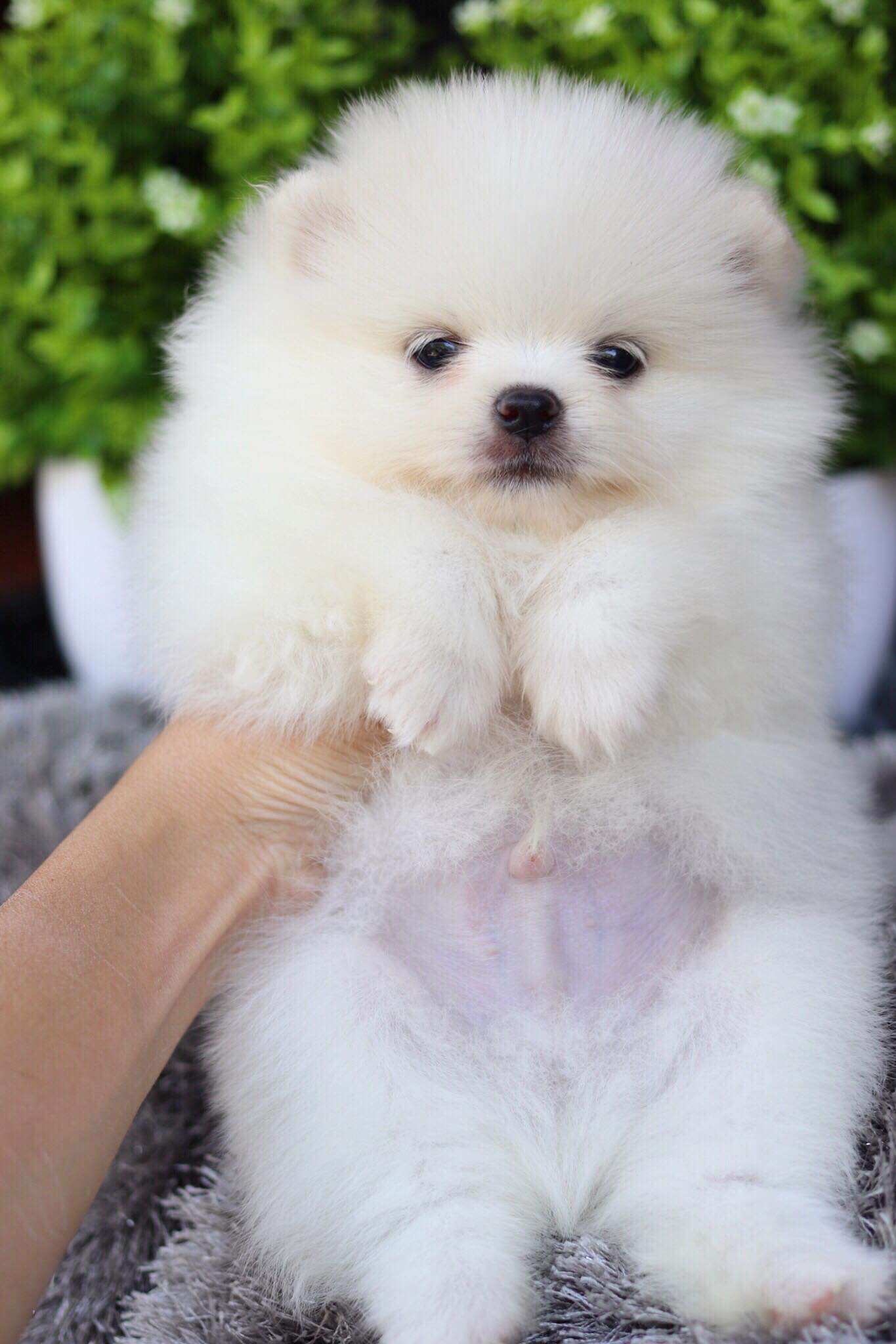 ปอมเมอเรเนียน เพศผู้