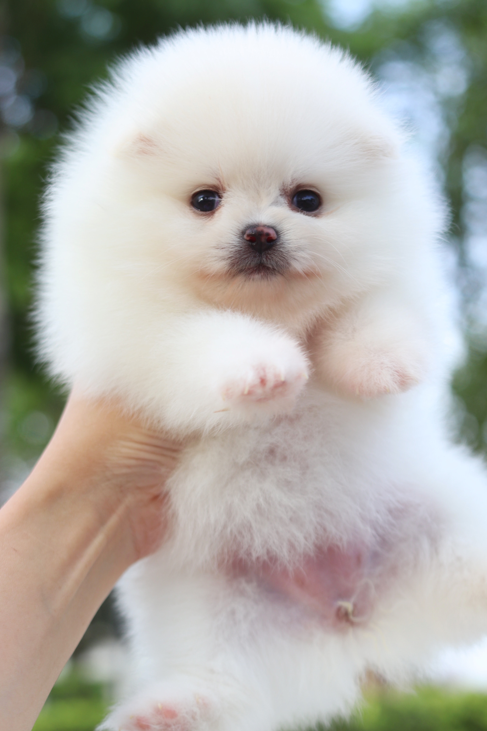 ปอมเมอเรเนียน เพศเมียสีขาวครีม เกรดโชว์