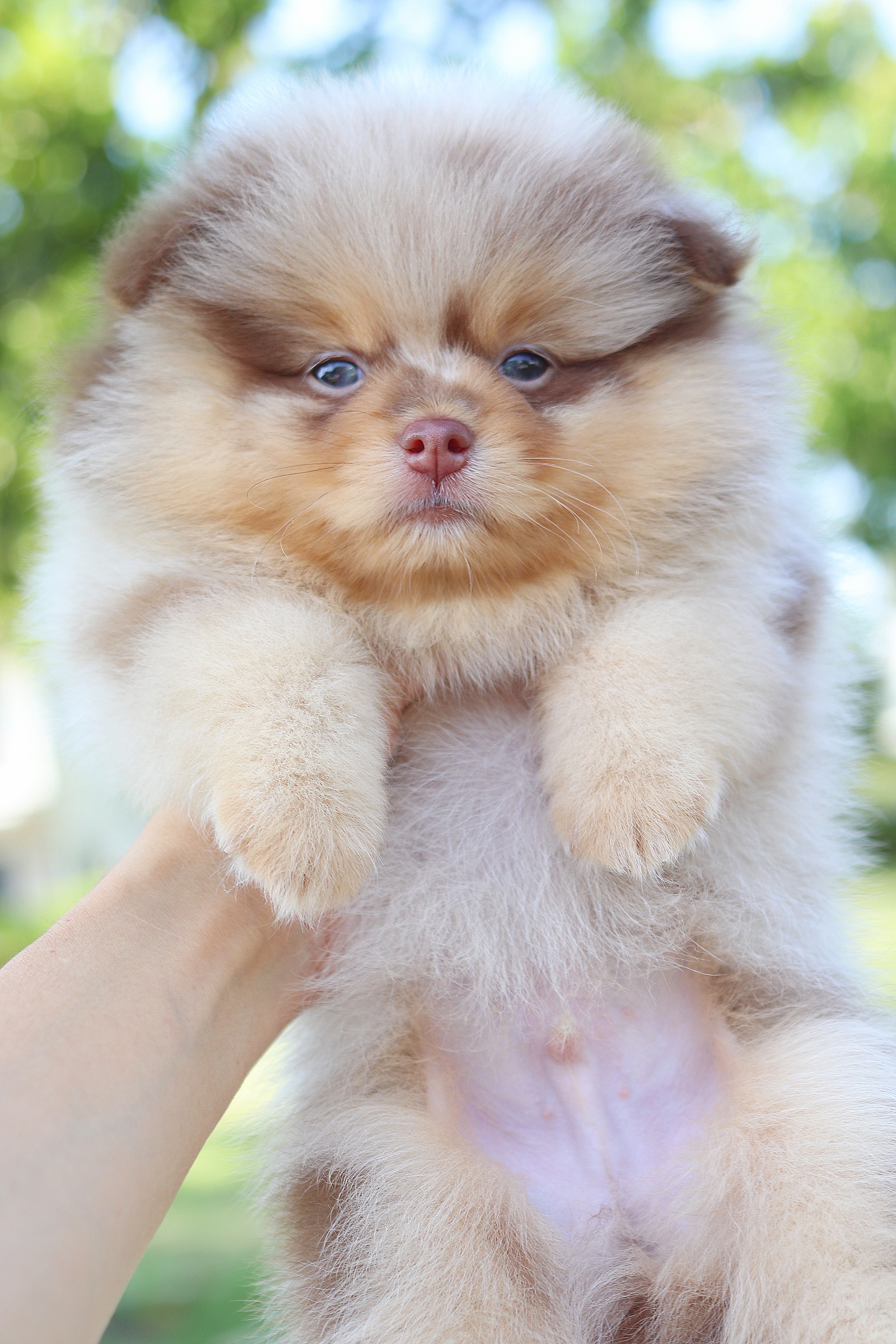 ปอมเมอเรเนียน เพศผู้สีเมอร์เร่