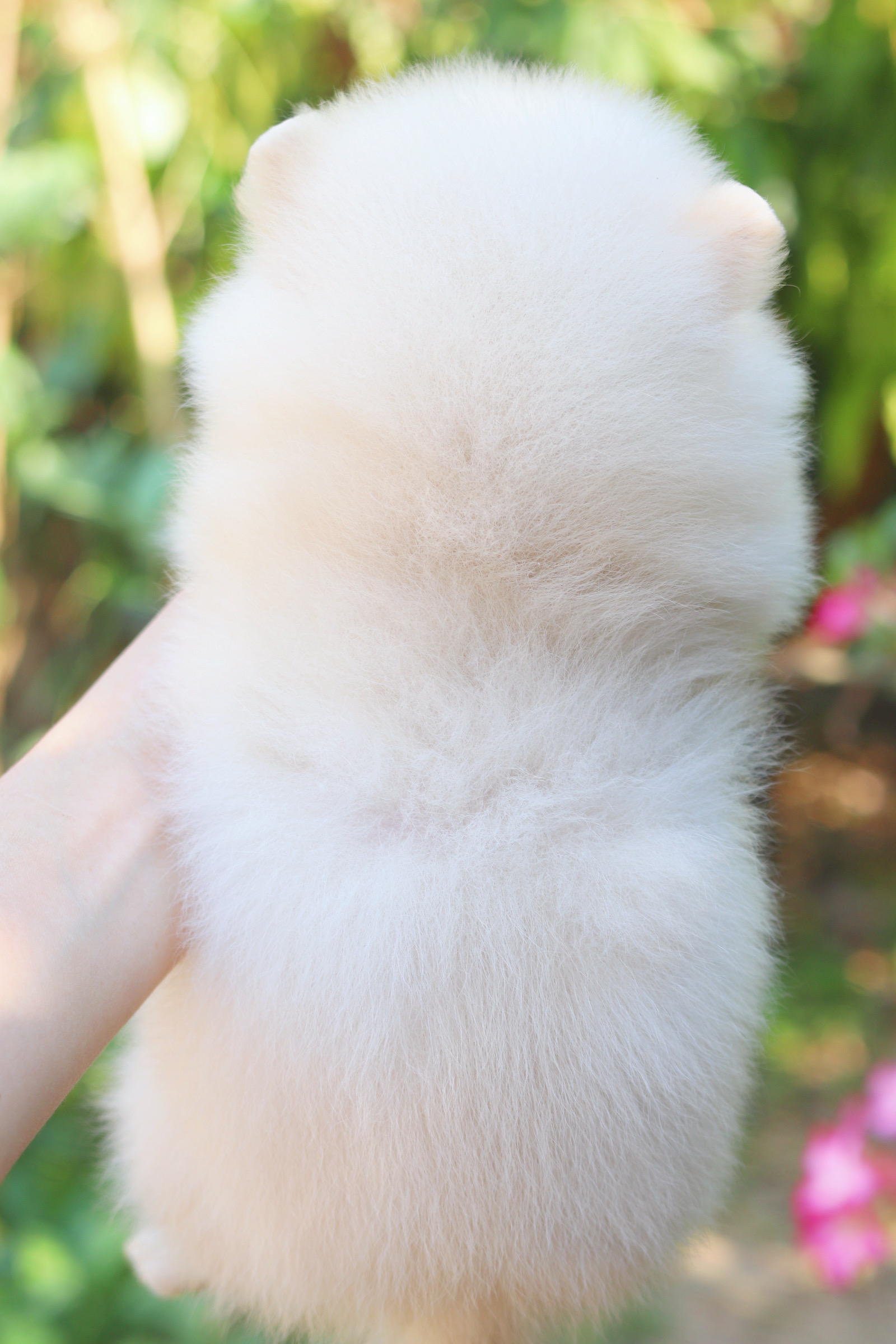 ปอมเมอเรเนียน เพศเมียสีขาวครีม