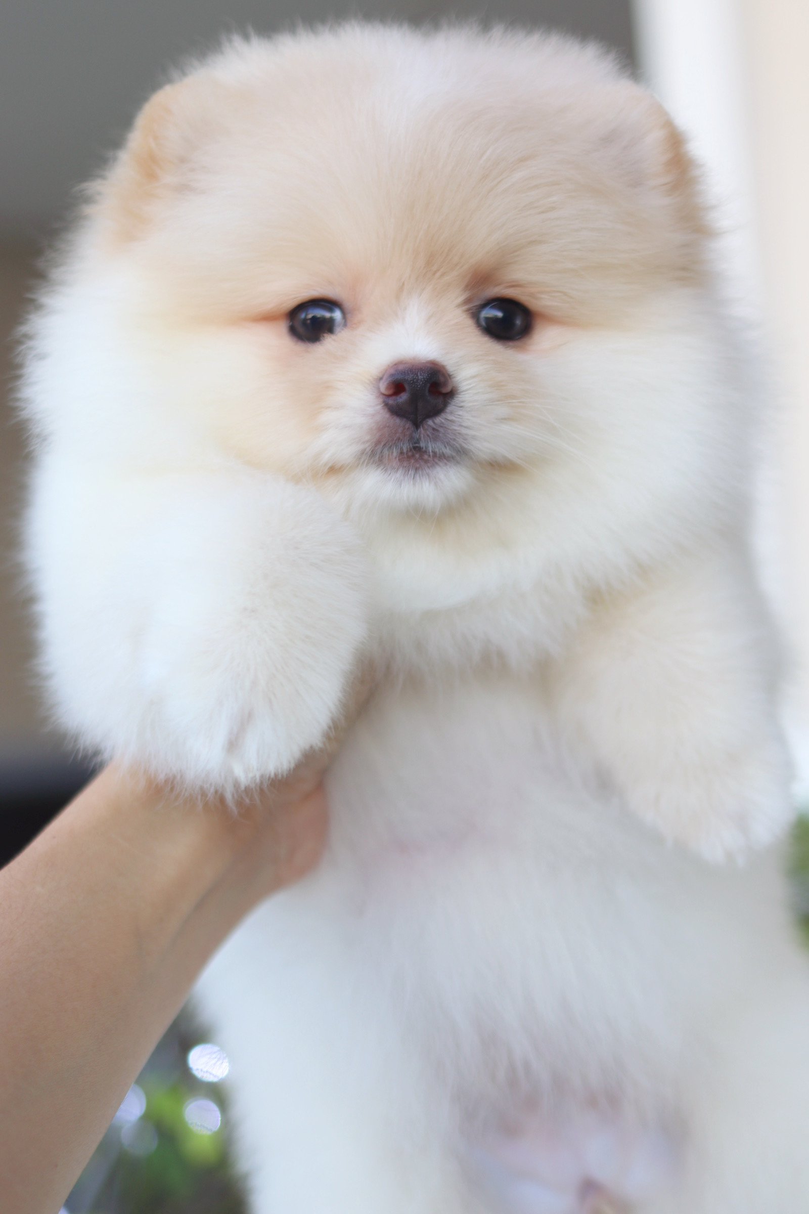 ปอมเมอเรเนียน เพศเมียสีครีม