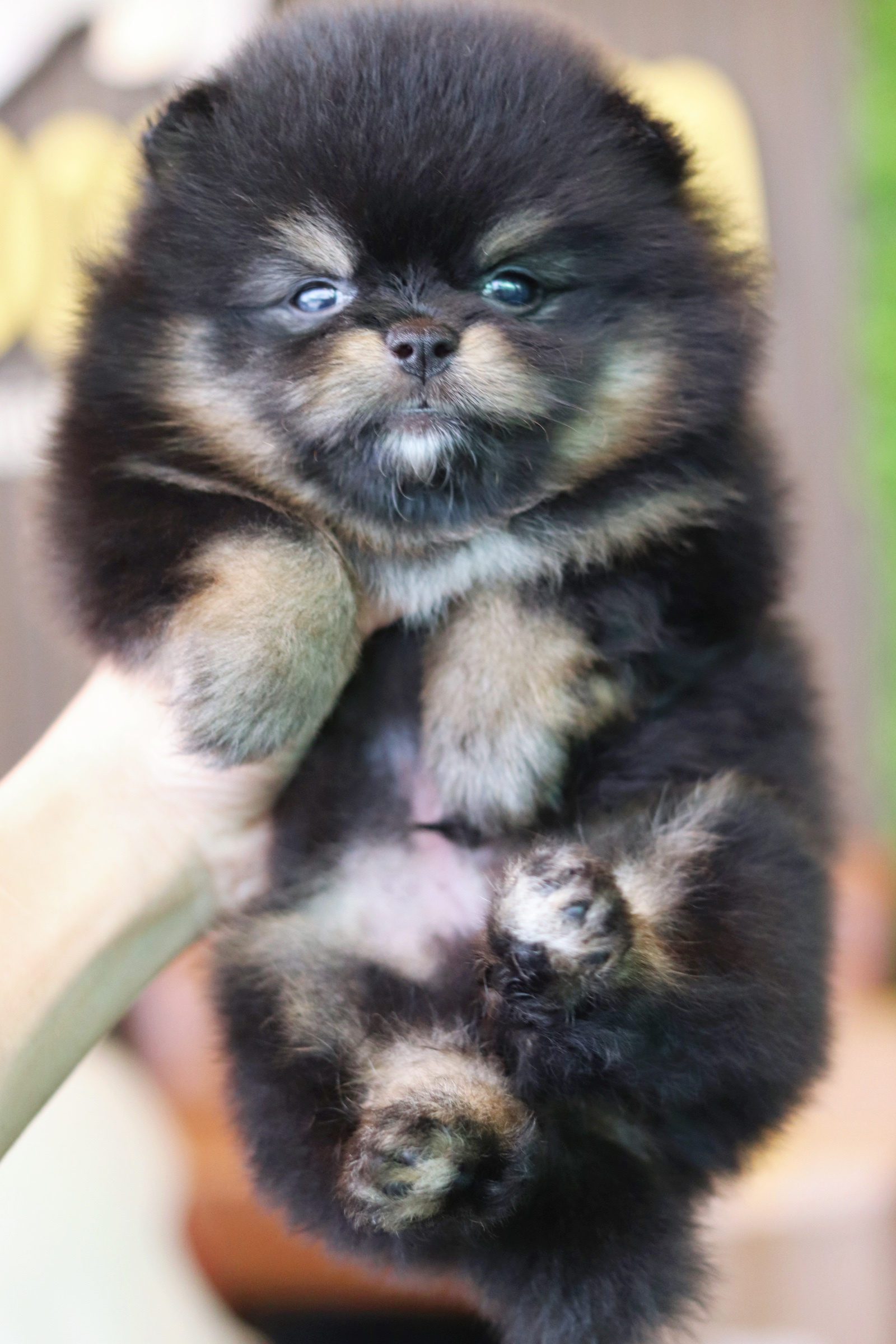 ปอมเมอเรเนียน เพศผู้ แบล็คแทน ไซส์เล็ก