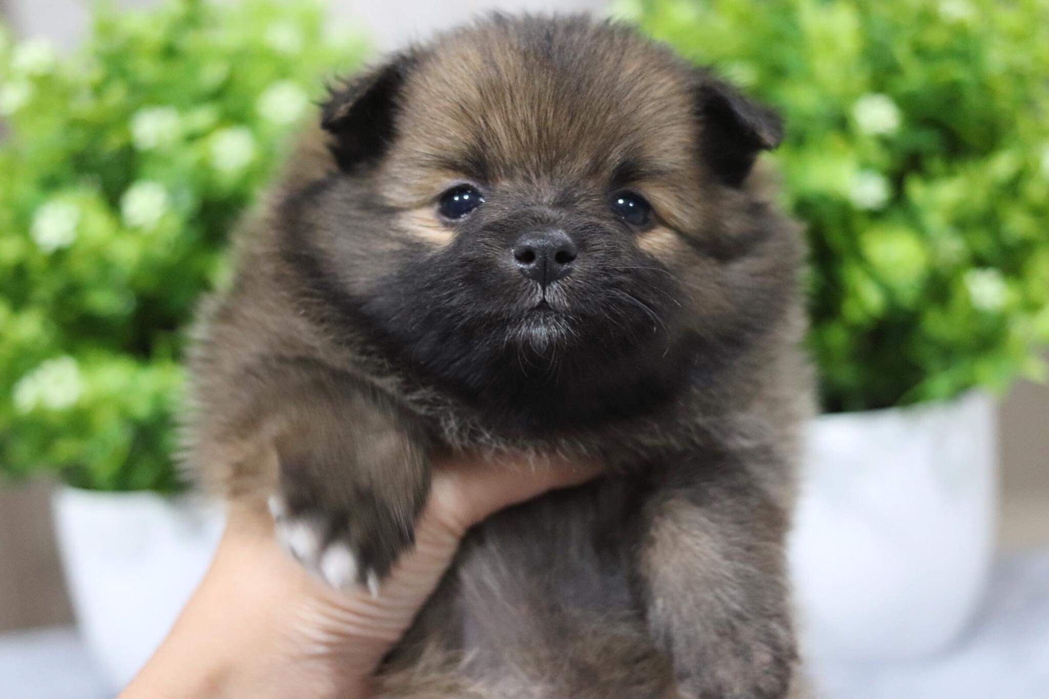 ปอมเมอเรเนียน เพศเมีย