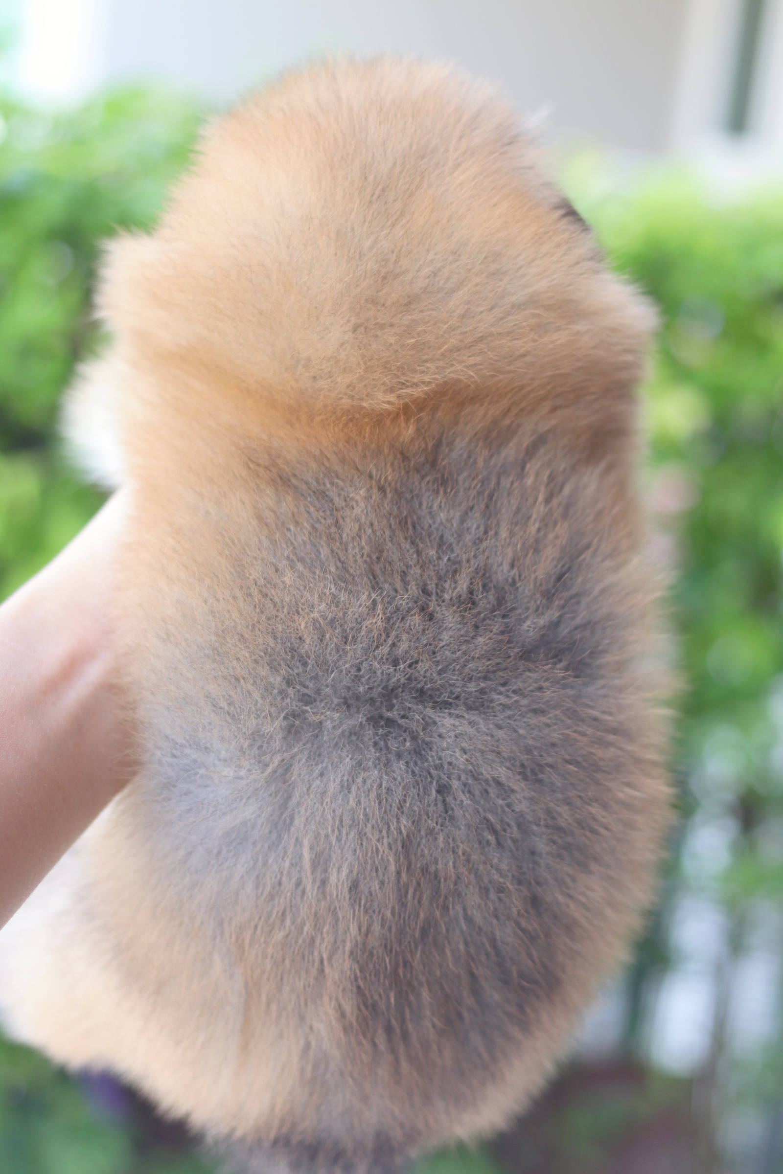 ปอมเมอเรเนียน เพศผู้สีส้ม