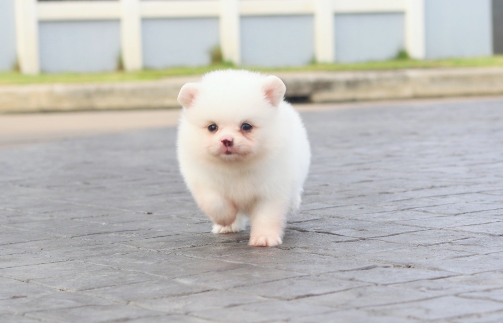 ปอมเมอเรเนียน เพศผู้สีขาวครีม