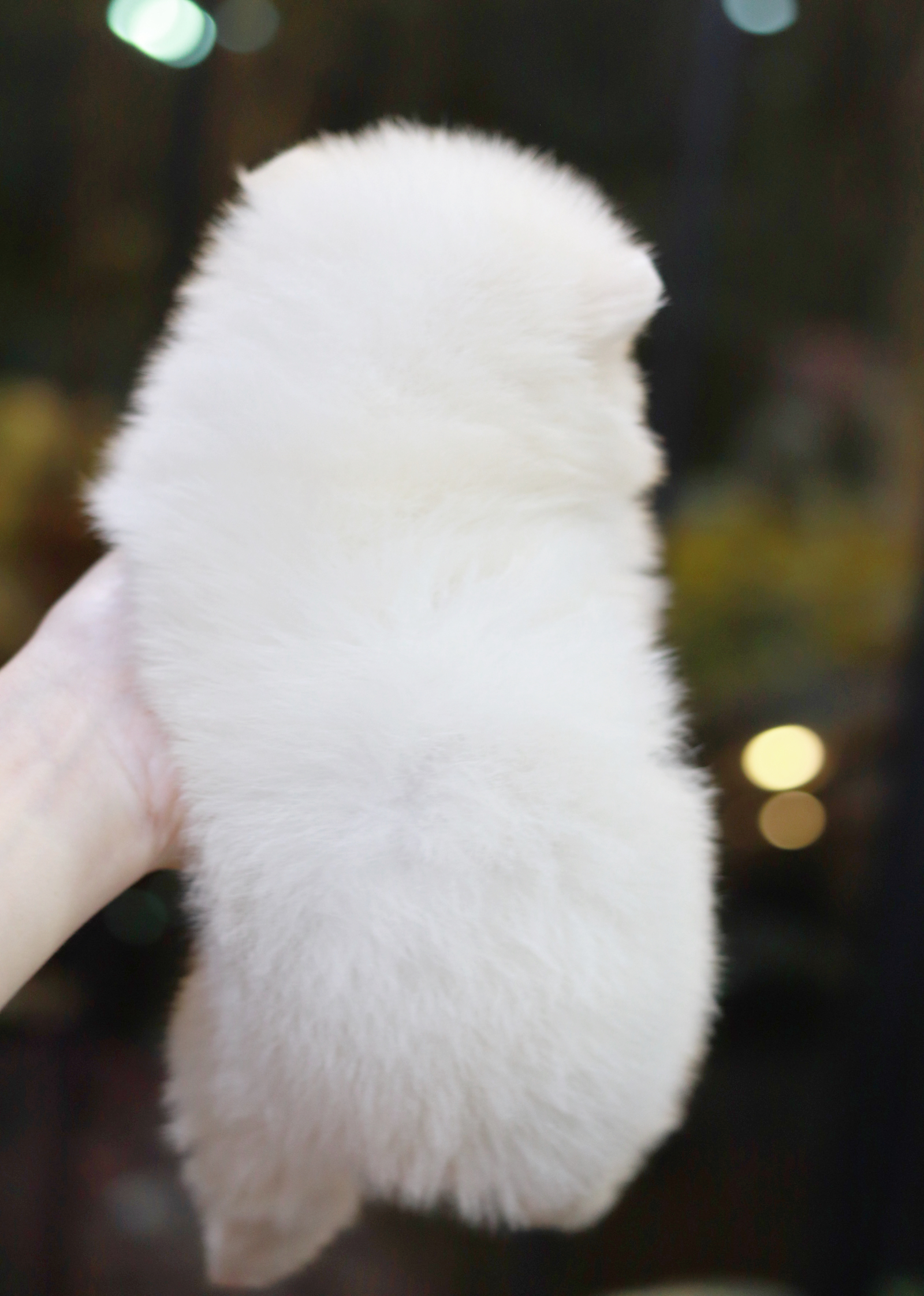 ปอมเมอเรเนียน เพศผู้