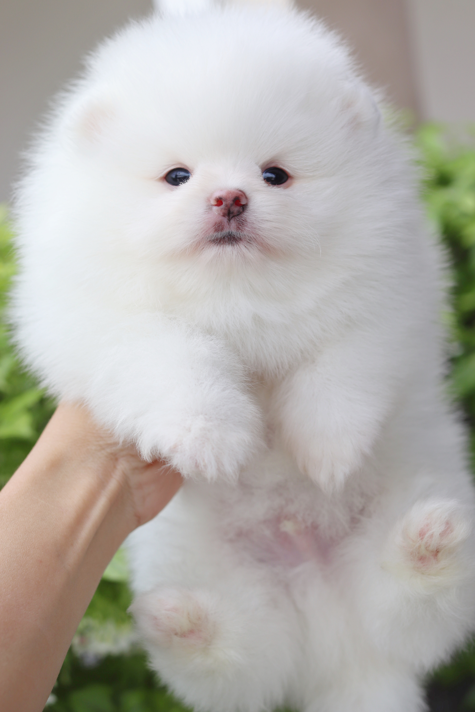 ปอมเมอเรเนียน เพศผู้สีขาว