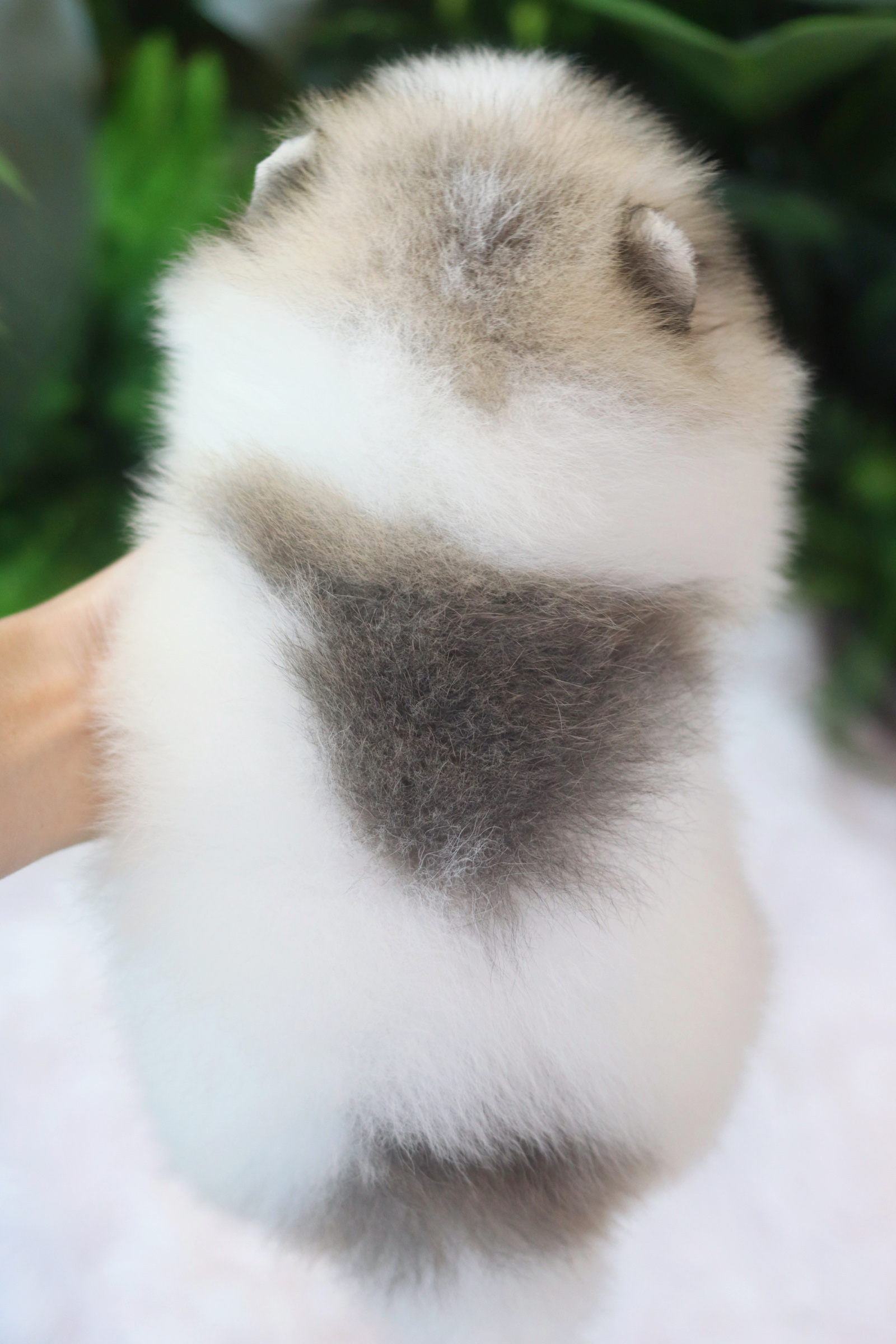 ปอมเมอเรเนียน เพศเมียสีแฟนซีเกรดโชว์