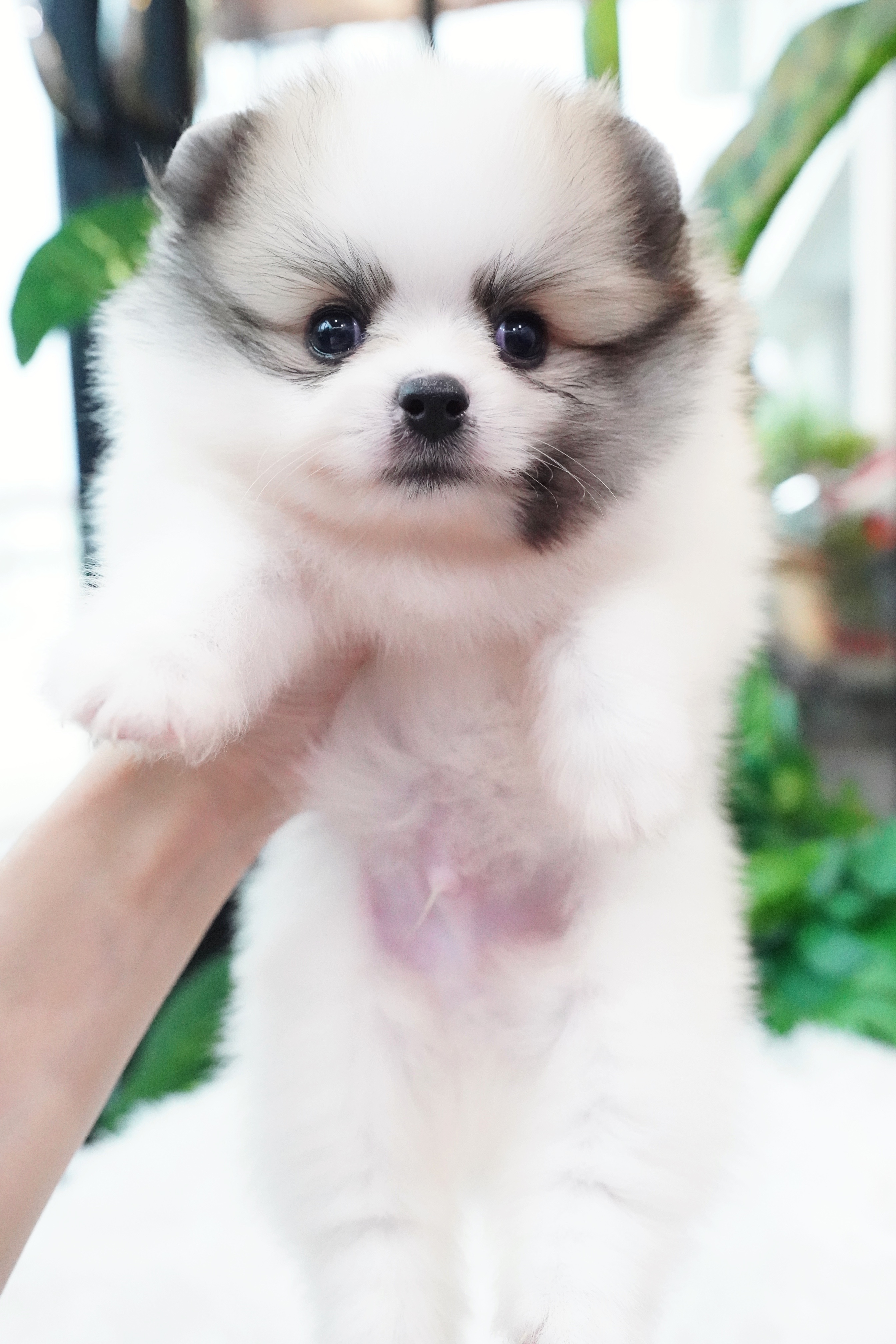 ปอมเมอเรเนียน เพศผู้แฟนซี