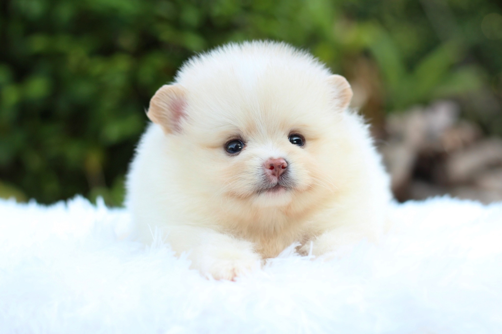 ปอมเมอเรเนียน เพศผู้ สีครีม