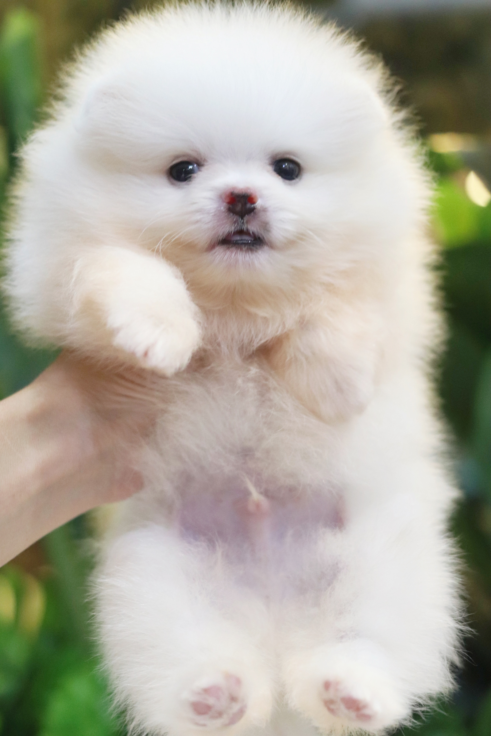 ปอมเมอเรเนียน เพศผู้ สีขาวครีม