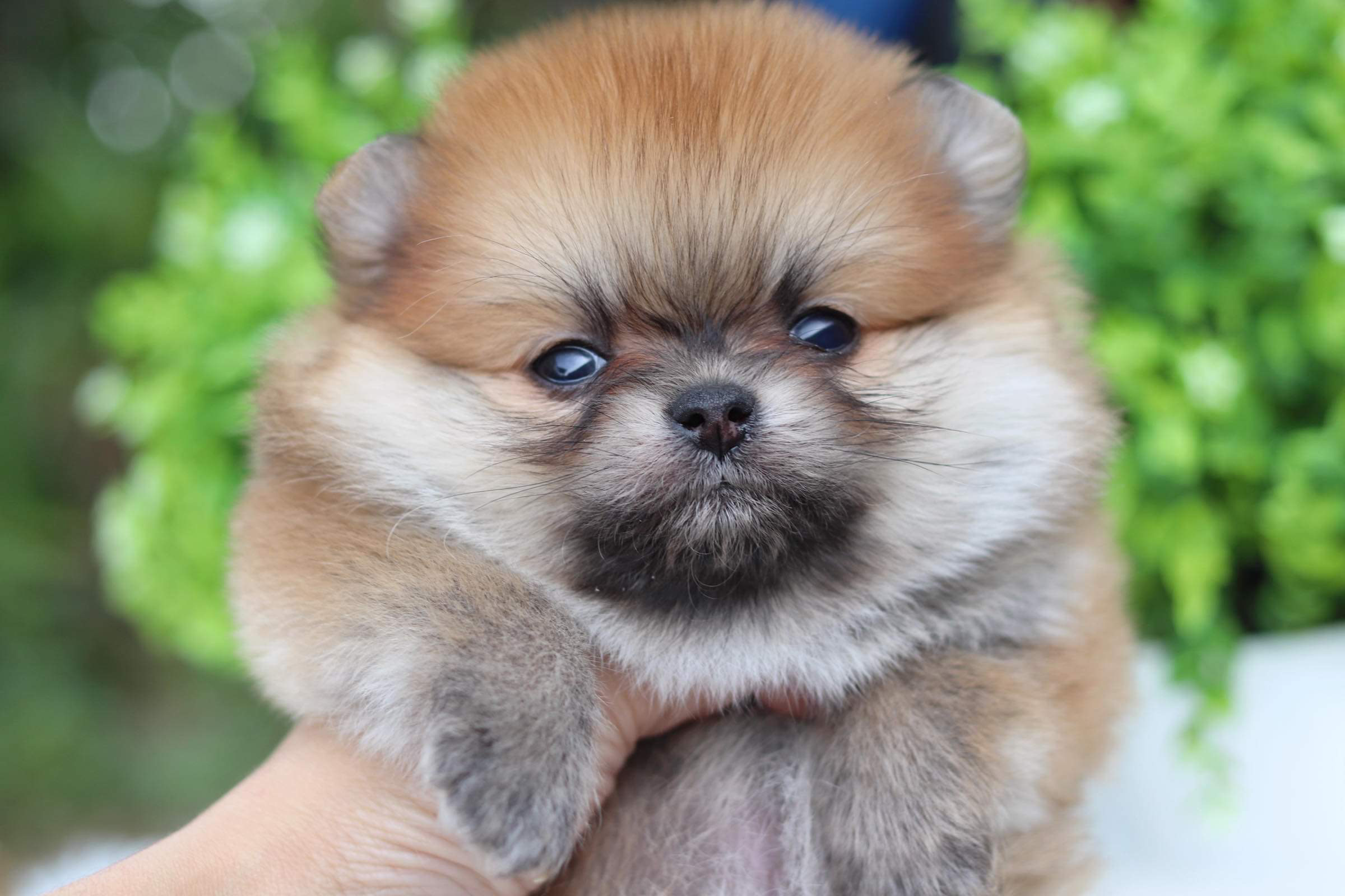 ปอมเมอเรเนียน เพศเมีย