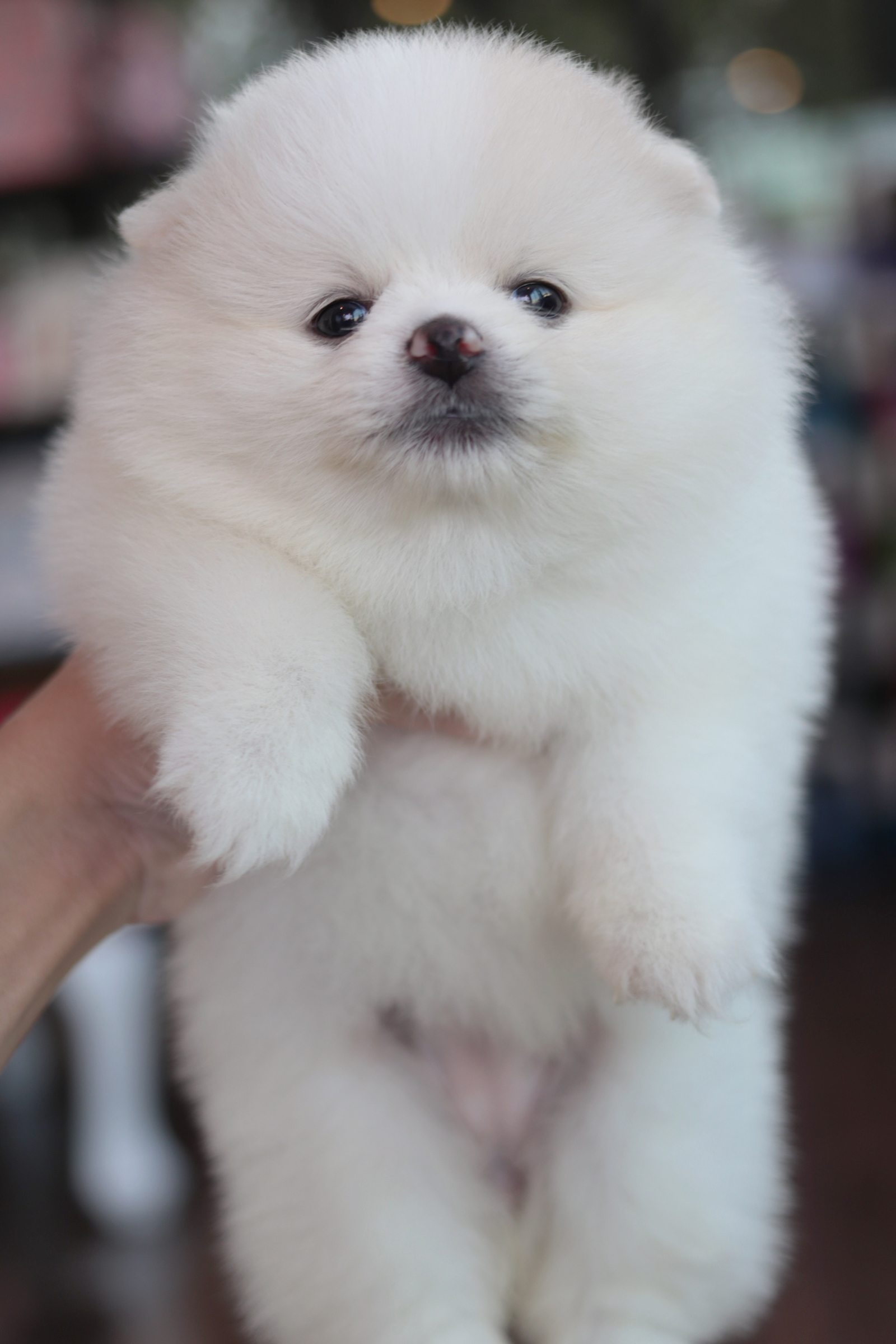 ปอมเมอเรเนียน เพศเมีย สีขาวครีม