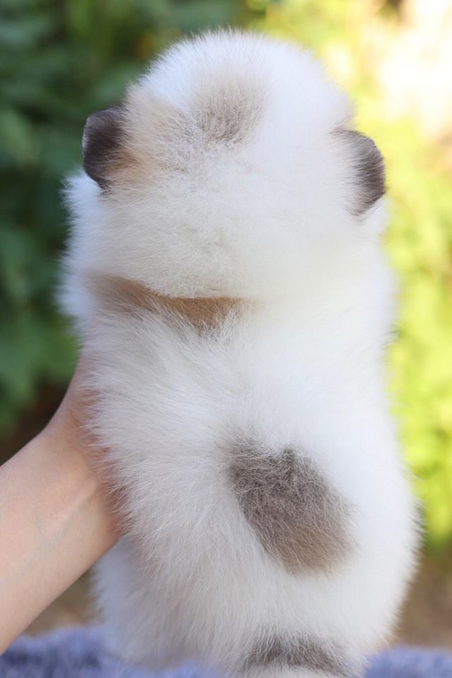 ปอมเมอเรเนียนอ เพศผู้