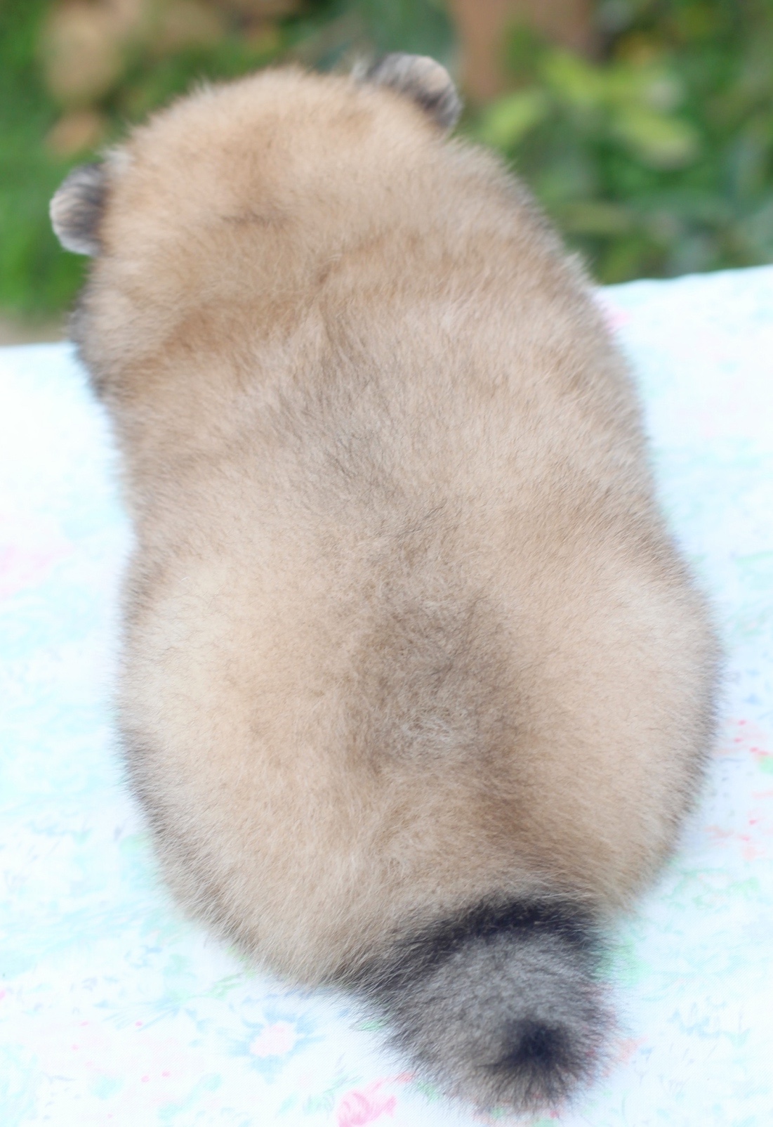 ปอมเมอเรเนียน เพศผู้ แฟนซี