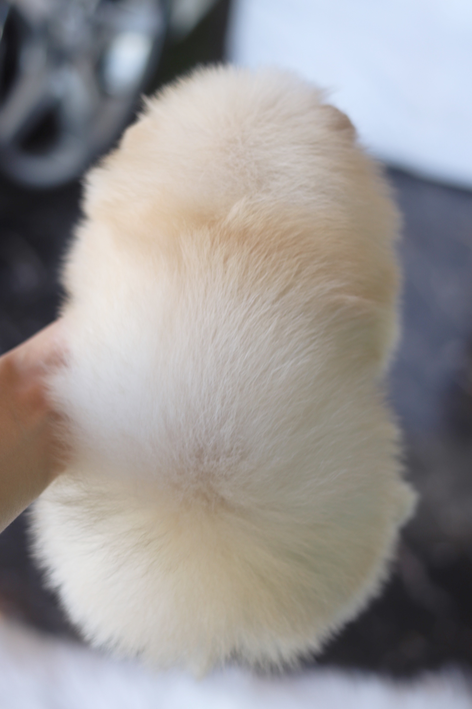 ปอมเมอเรเนียน เพศเมียสีครีม