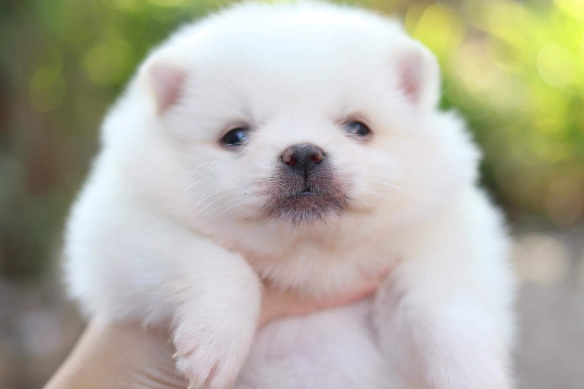 ปอมเมอเรเนียน เพศเมีย