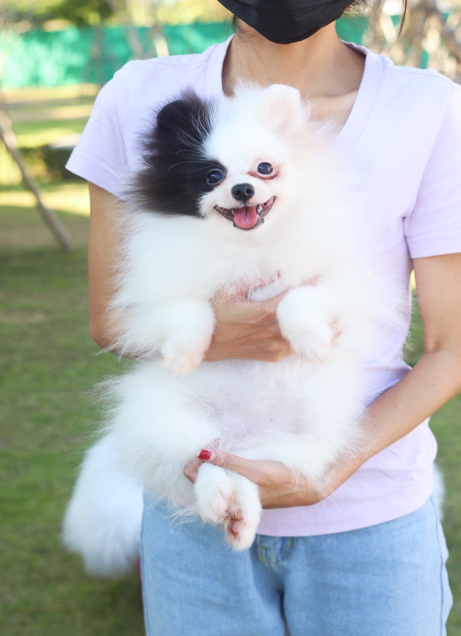 ปอมเมอเรเนียน เพศเมีย สีแฟนซี