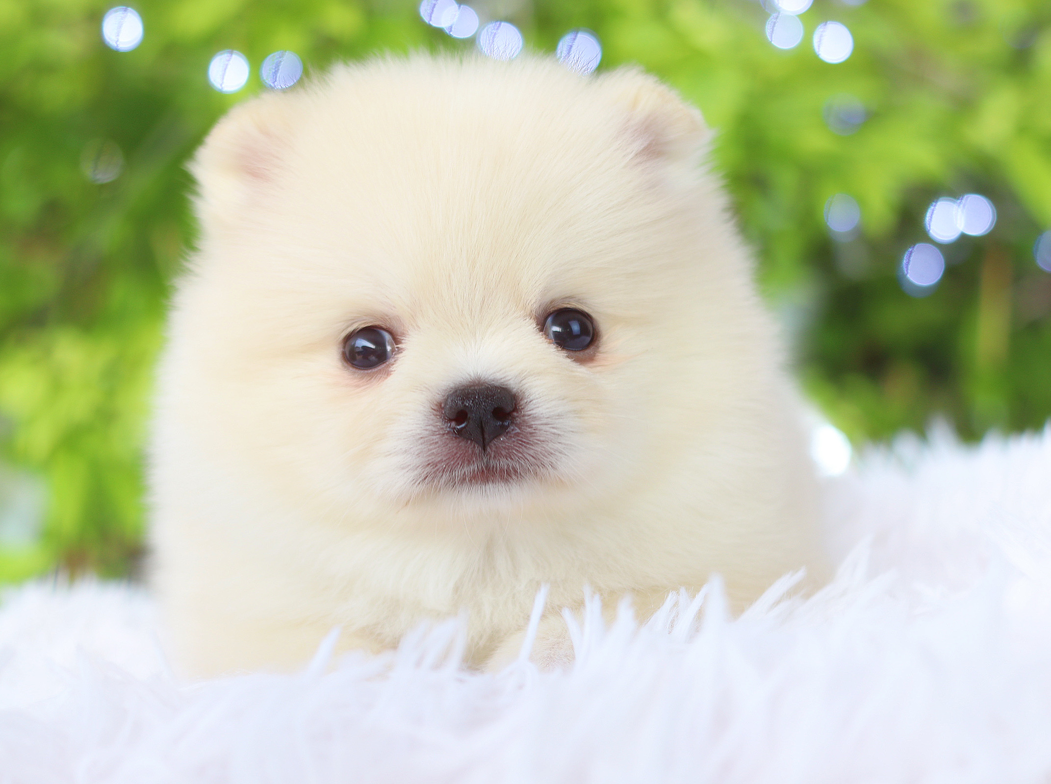 ปอมเมอเรเนียน เพศเมียสีขาวครีม