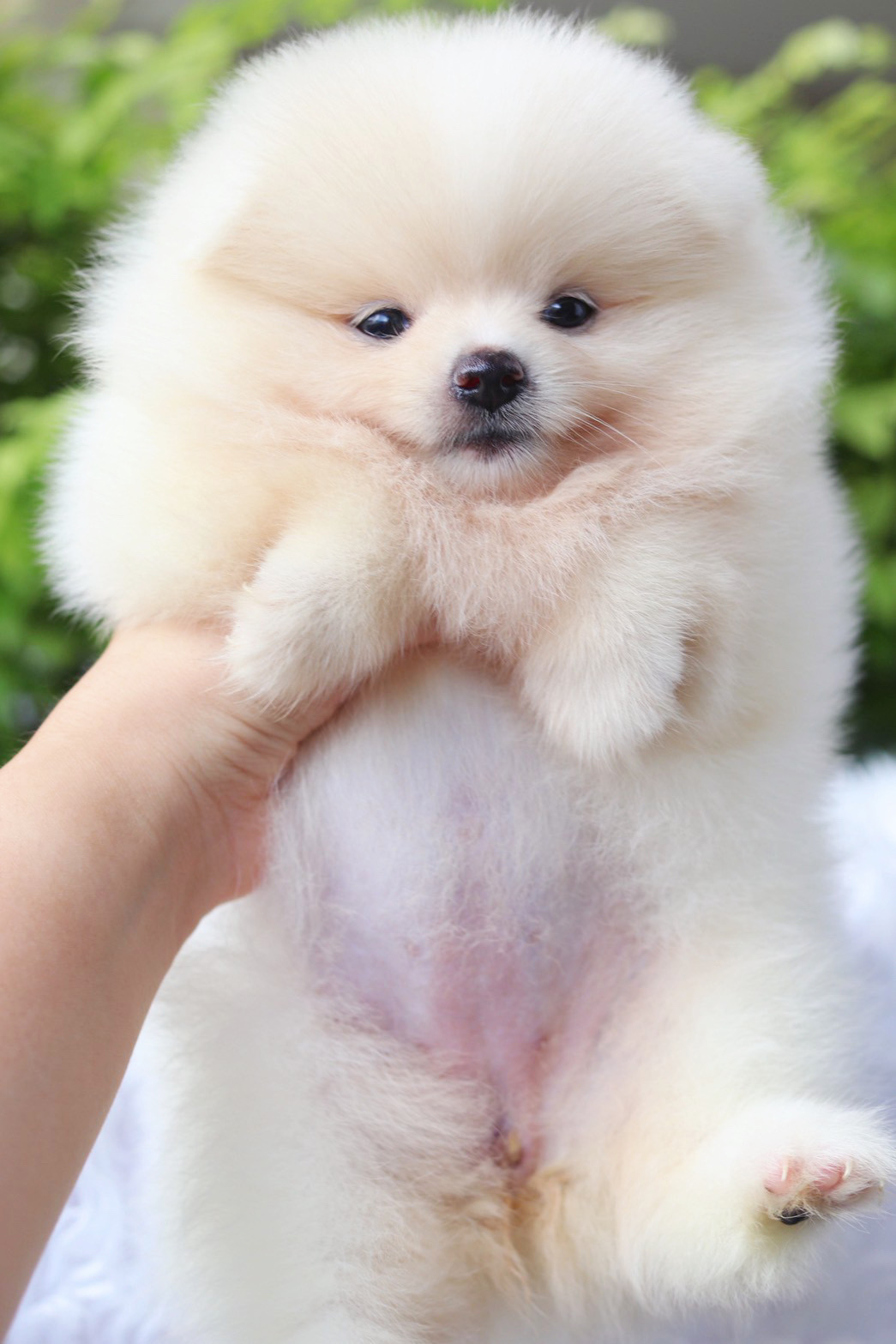 ปอมเมอเรเนียน เพศเมียสีขาวครีม