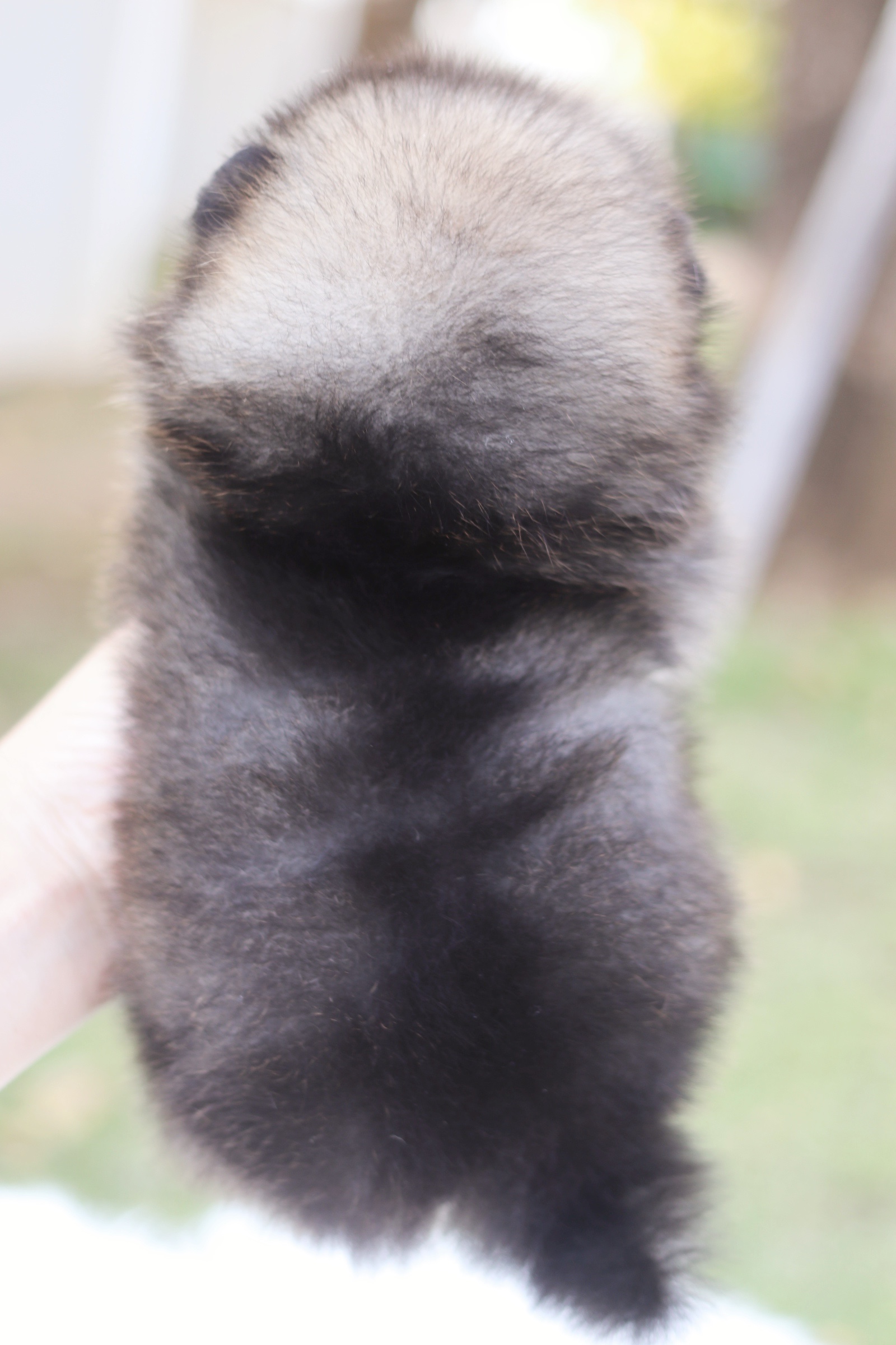 ปอมเมอเรเนียน เพศผู้สีส้มเซเบิ้ล