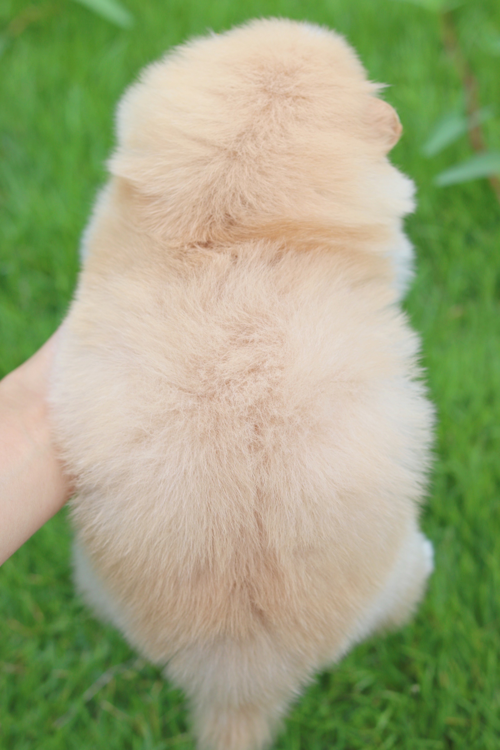 ปอมเมอเรเนียน เพศผู้สีครีม