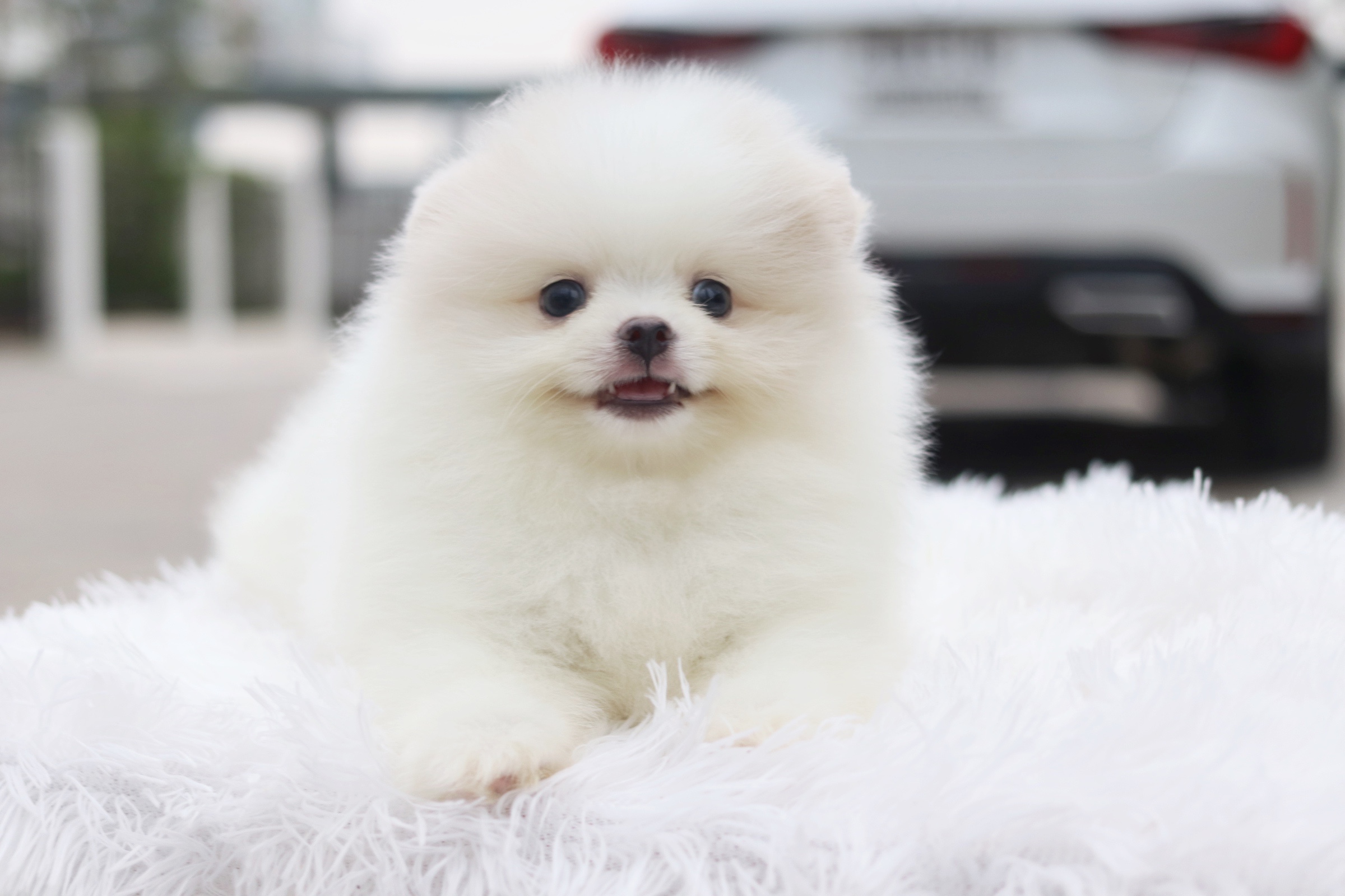 ปอมเมอเรเนียน เพศผู้ สีขาวครีม