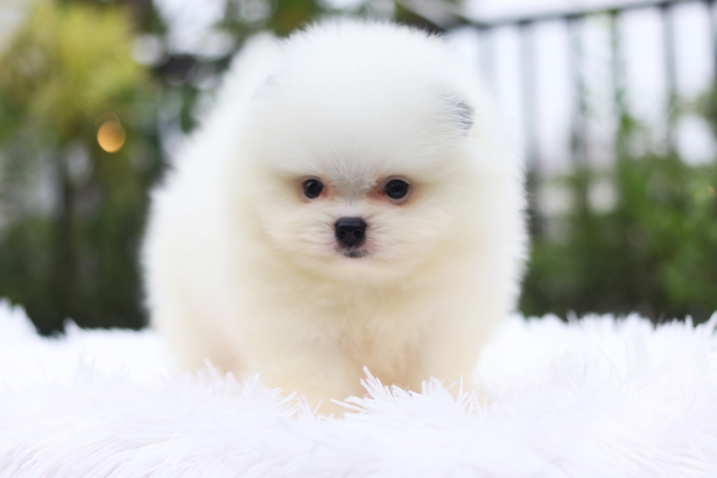 ปอมเมอเรเนียน เพศผู้ สีแฟนซี ลำตัวสีขาว ใบหูสีดำ