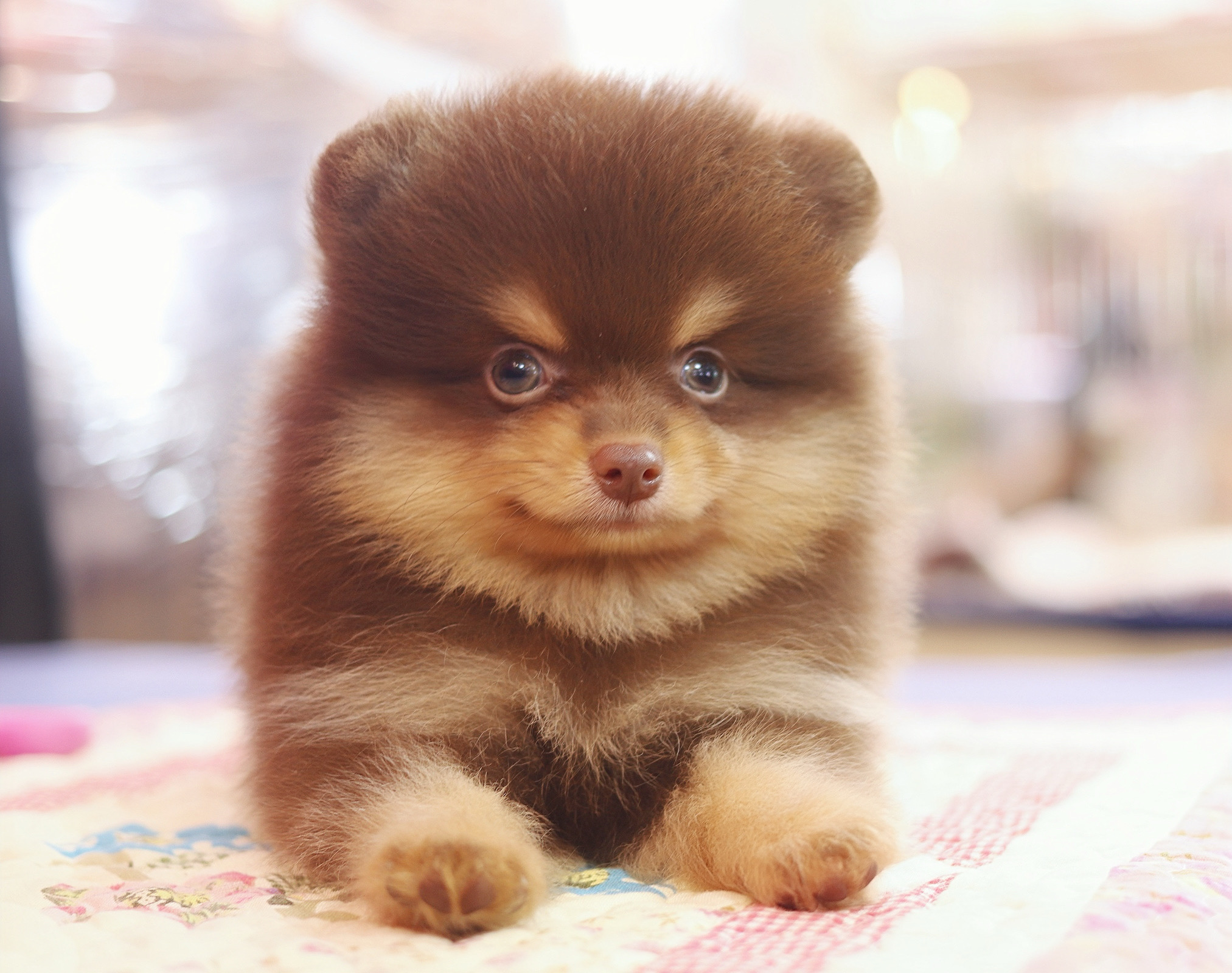 ปอมเมอเรเนียน เพศเมียสีช็อคแทน