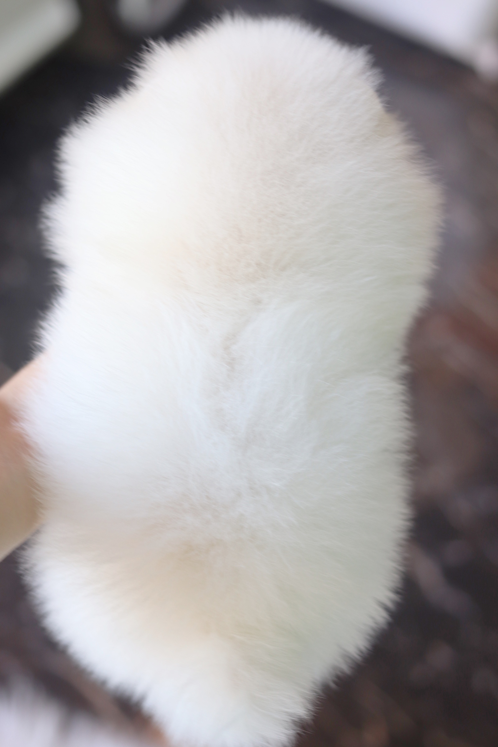 ปอมเมอเรเนียน เพศเมียสีขาวครีมเกรดโชว์