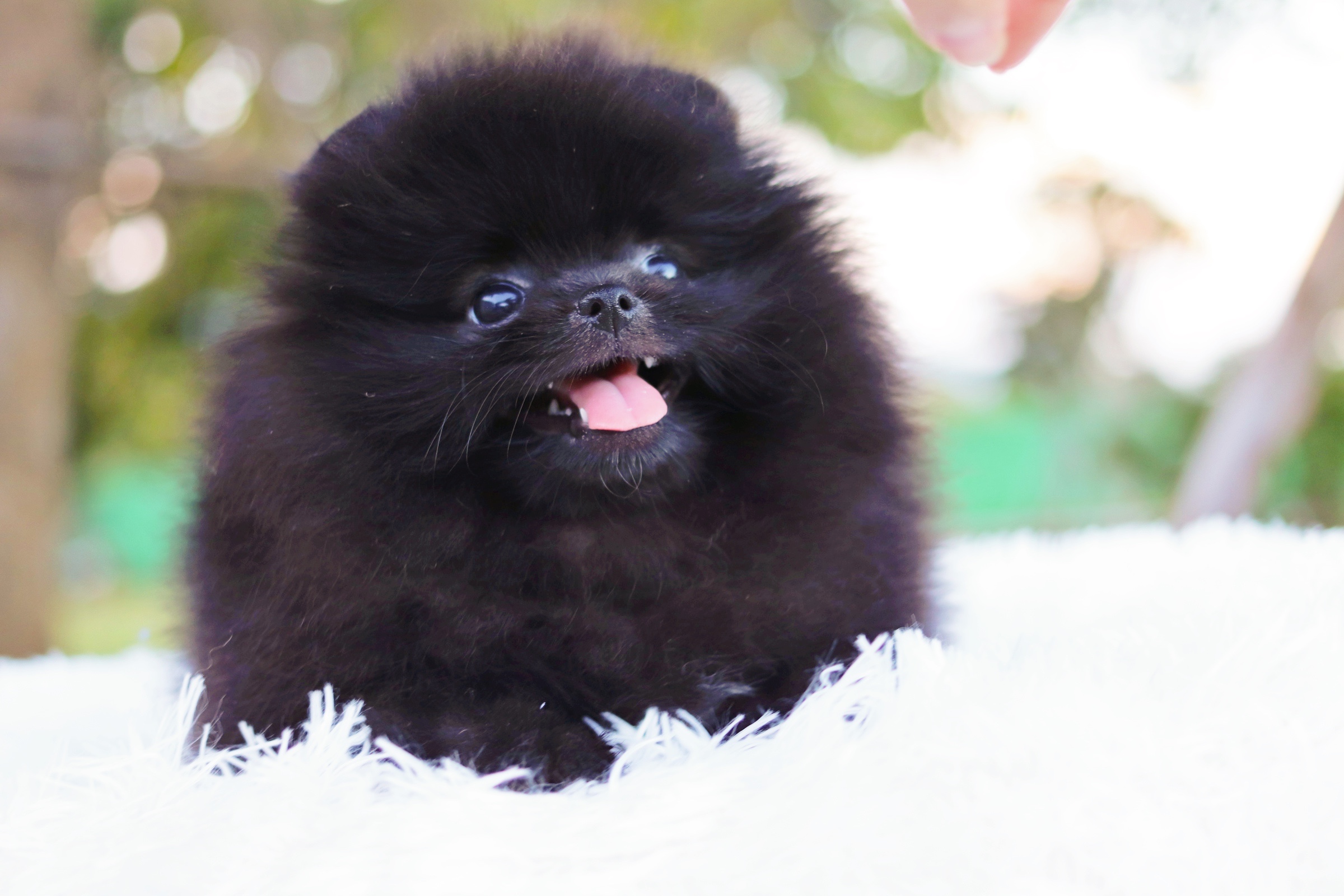 ปอมเมอเรเนียน เพศเมีย สีดำ