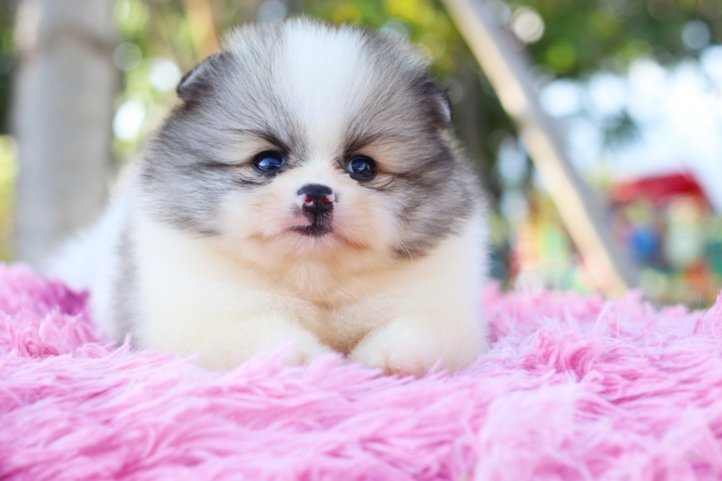 ปอมเมอเรเนียน เพศผู้แฟนซี