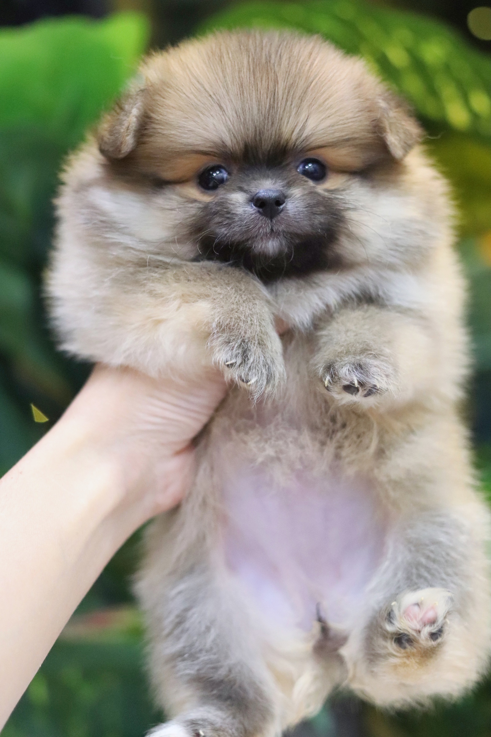 ปอมเมอเรเนียน เพศเมีย สีส้ม