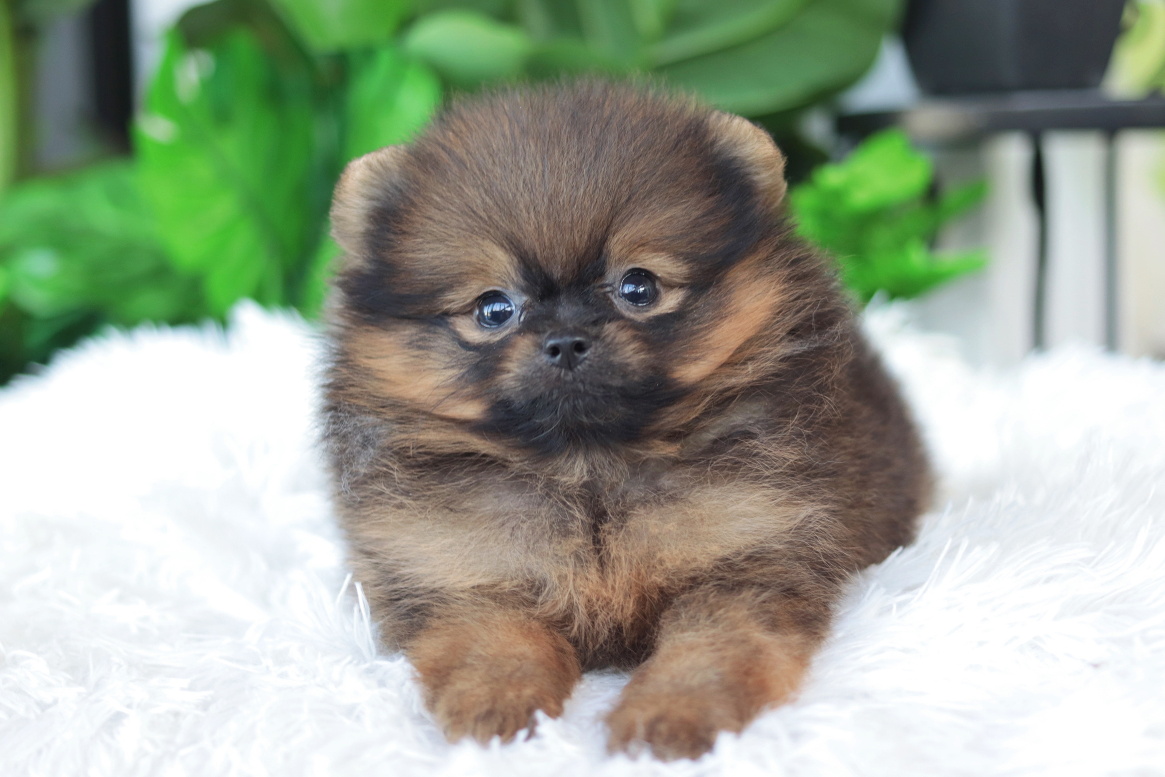 ปอมเมอเรเนียน เพศผู้สีส้ม