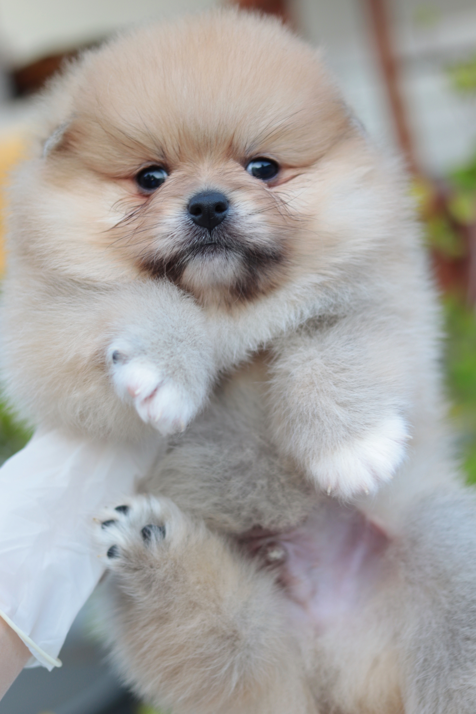 ปอมเมอเรเนียน เพศผู้ สีส้มขนแน่นๆ